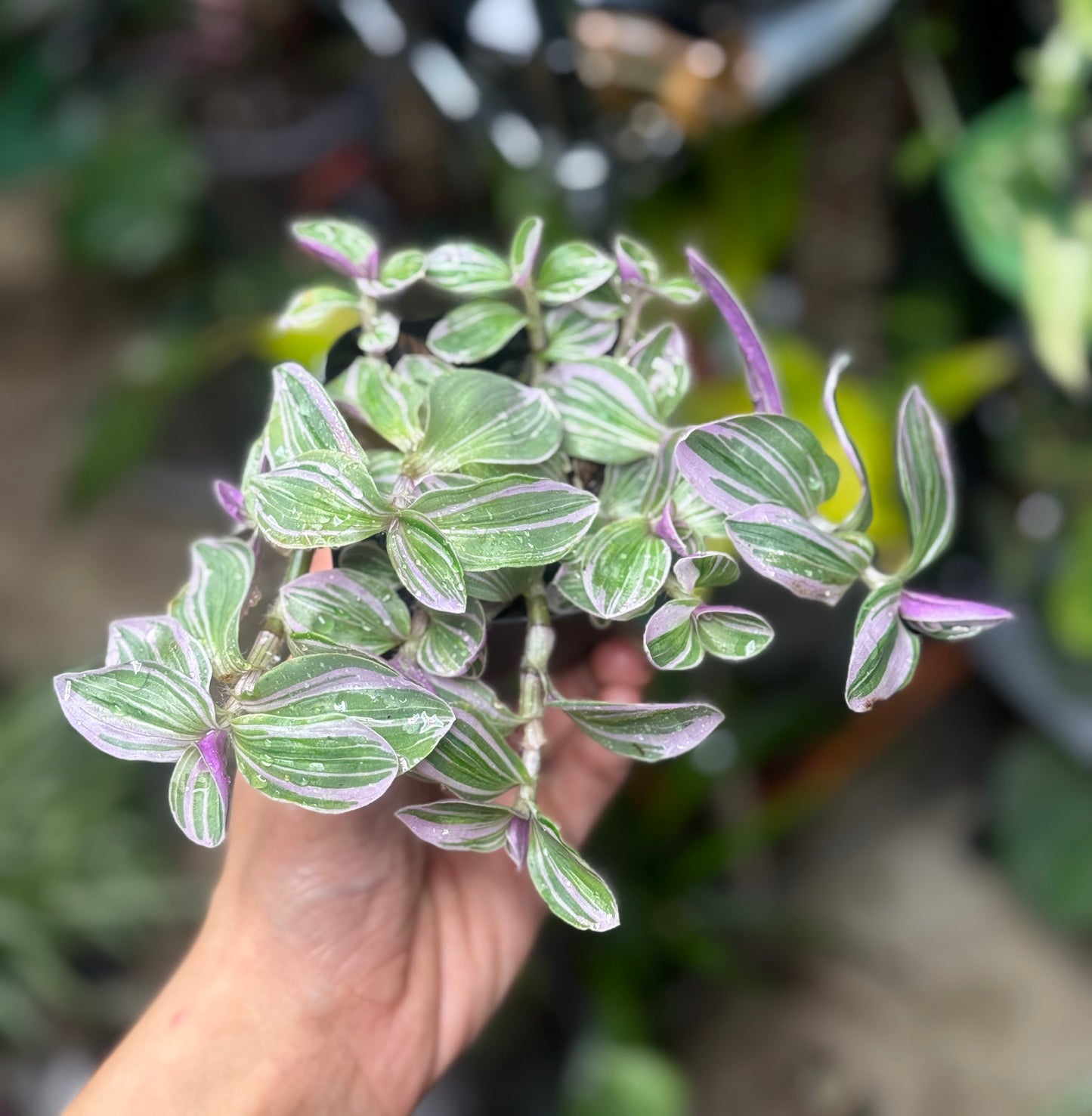 Tradescantia ‘Feeling Sweet’ Starter Plant (3–4”) | Variegated Pink and Green Houseplant *please read description*