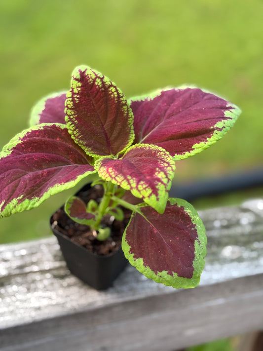 Small Coleus Starter Plant | Colorful Live Plant | 5-8 Inch Cutting Grown *please read description*