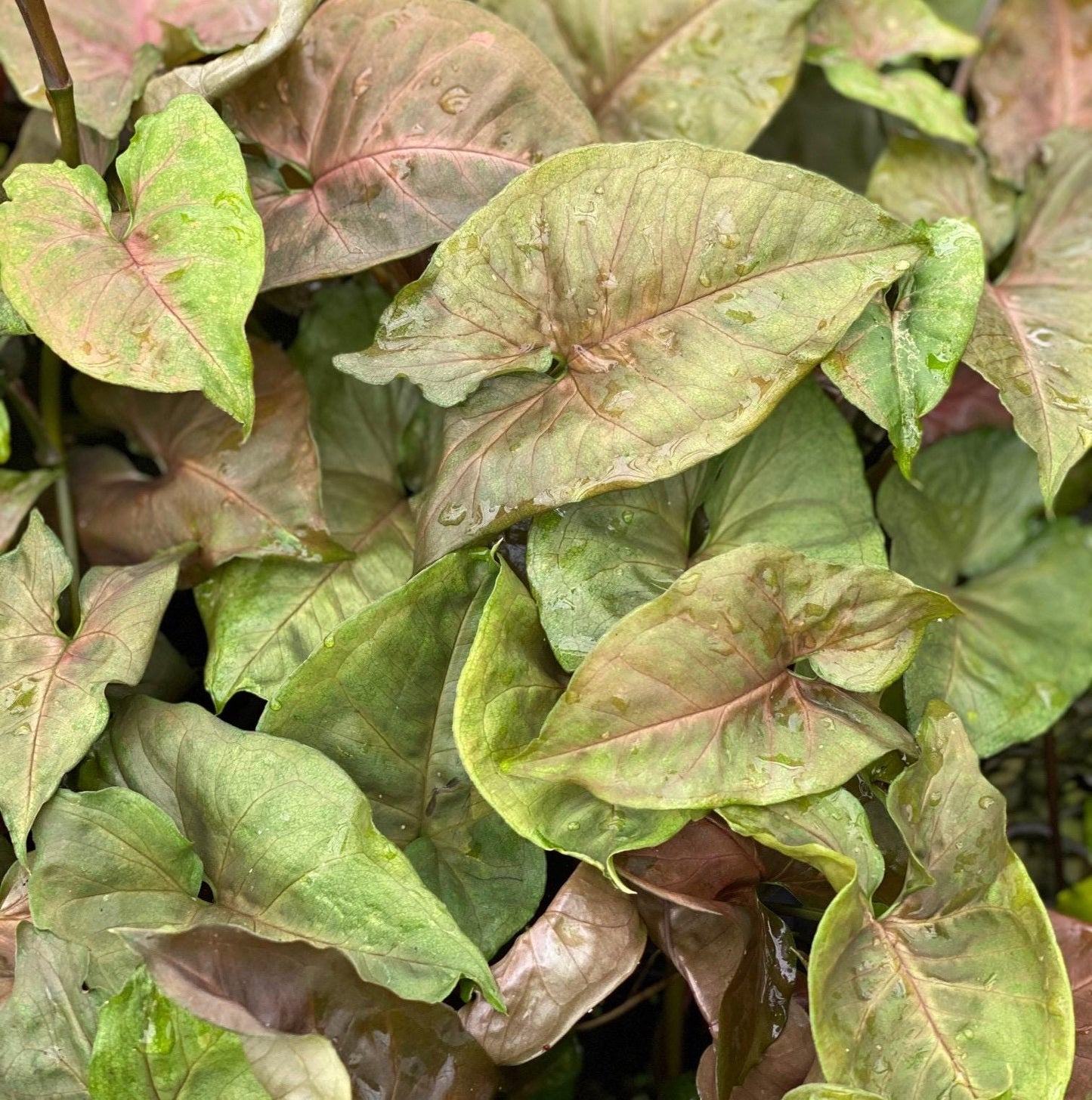 Berry Allusion Arrowhead Plant – Small Live Plant (5–9”) | Syngonium podophyllum