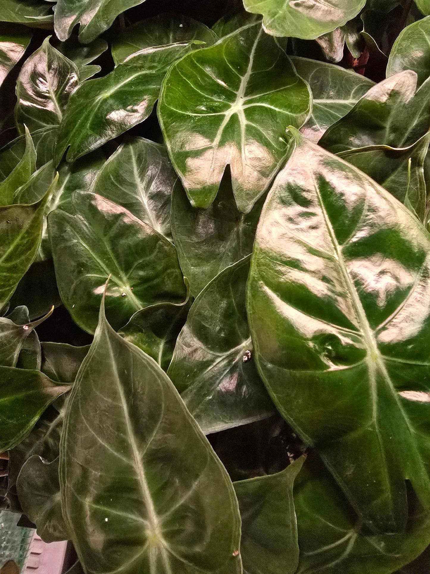 Alocasia Only Growers Choice Bundle. Unpotted starters