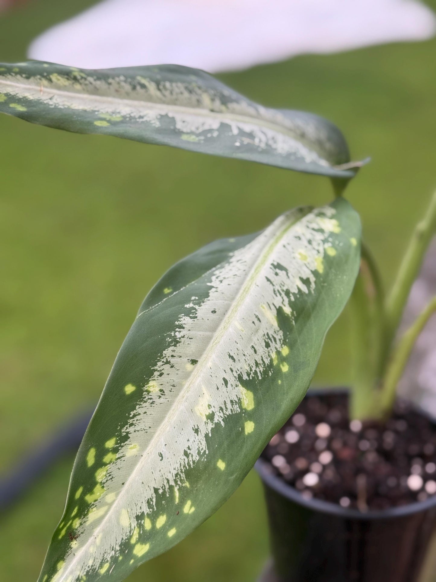 Live Dieffenbachia Plant (10–14”) – Easy Care Starter Houseplant *please read description*