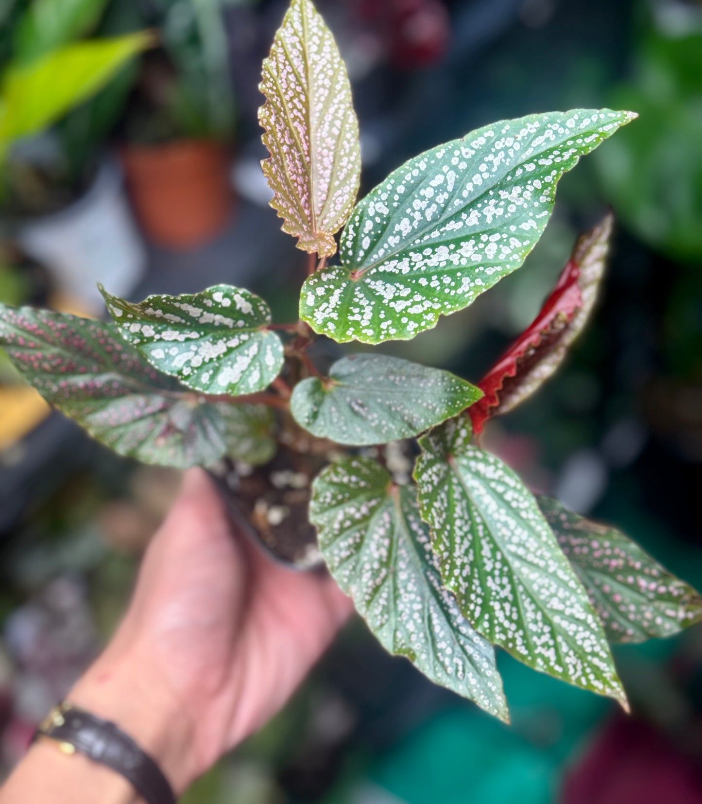 Angel Wing Begonia Maculata ‘Pink Spot’ – Starter Plant (3–4”)
