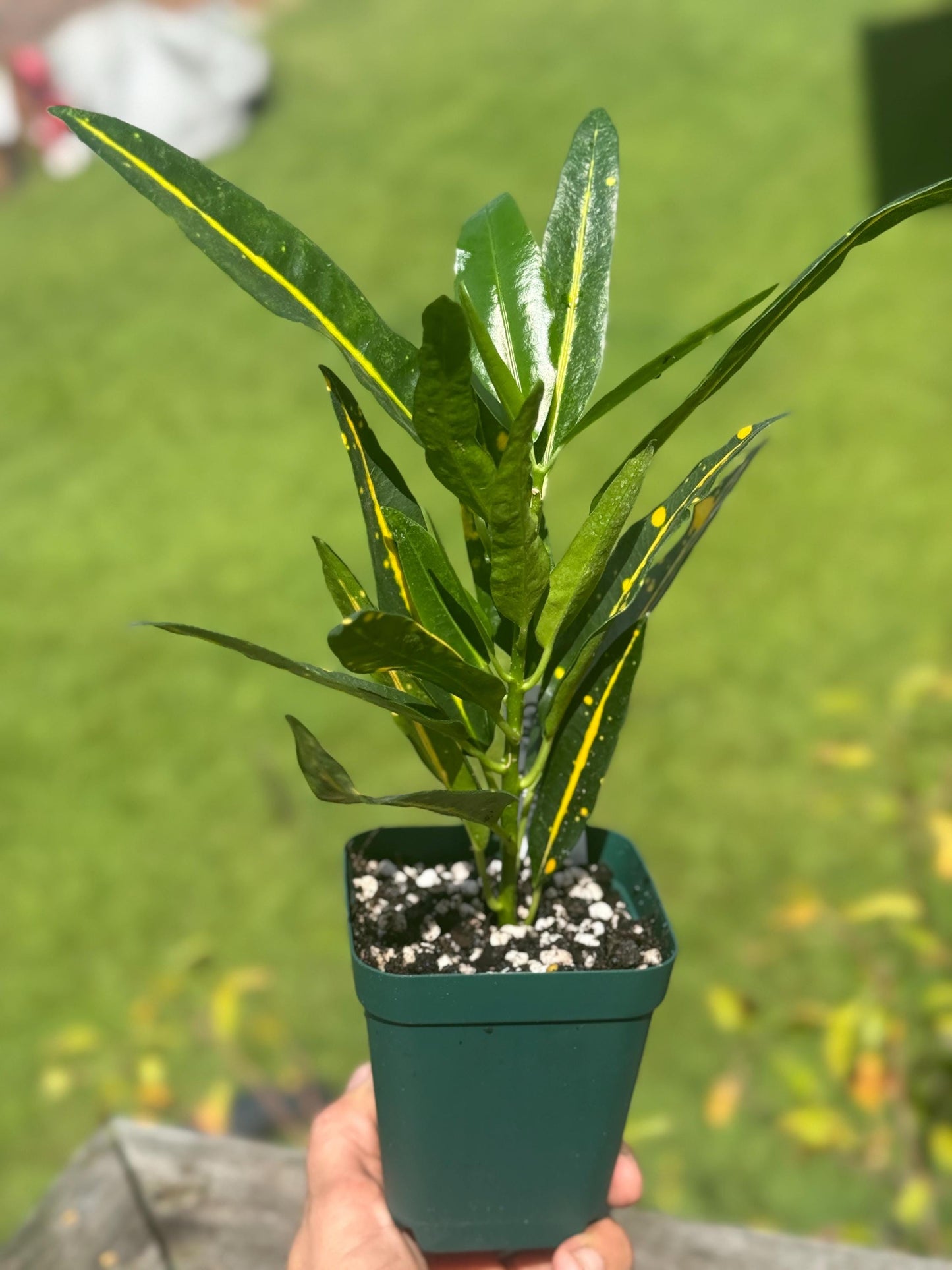 Sunny Star Croton Starter Plant | 4–9” Live Houseplant | Bright Tropical Foliage *please read description*