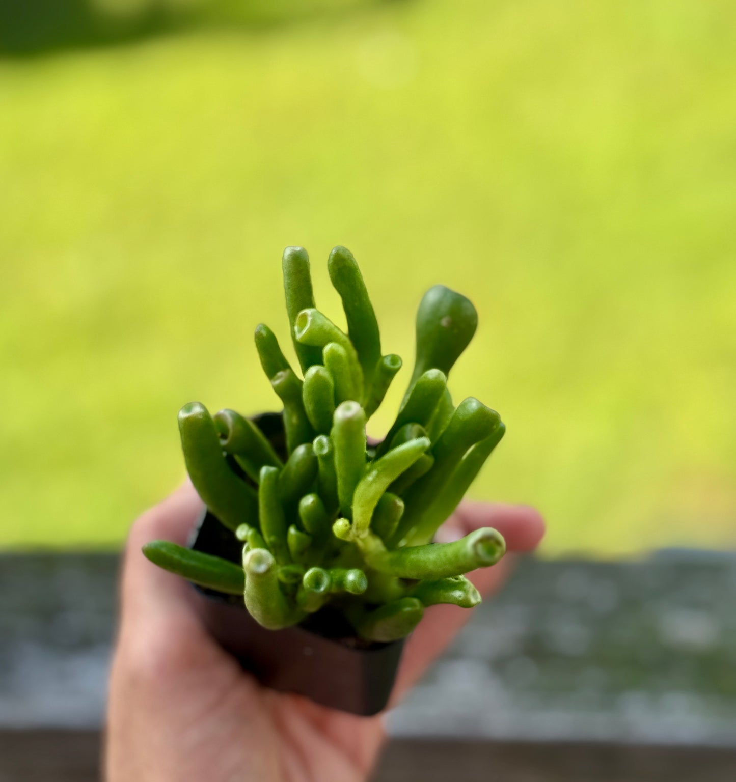 Gollum Jade Succulent – 2” Starter Plant – Crassula ovata ‘Gollum’
