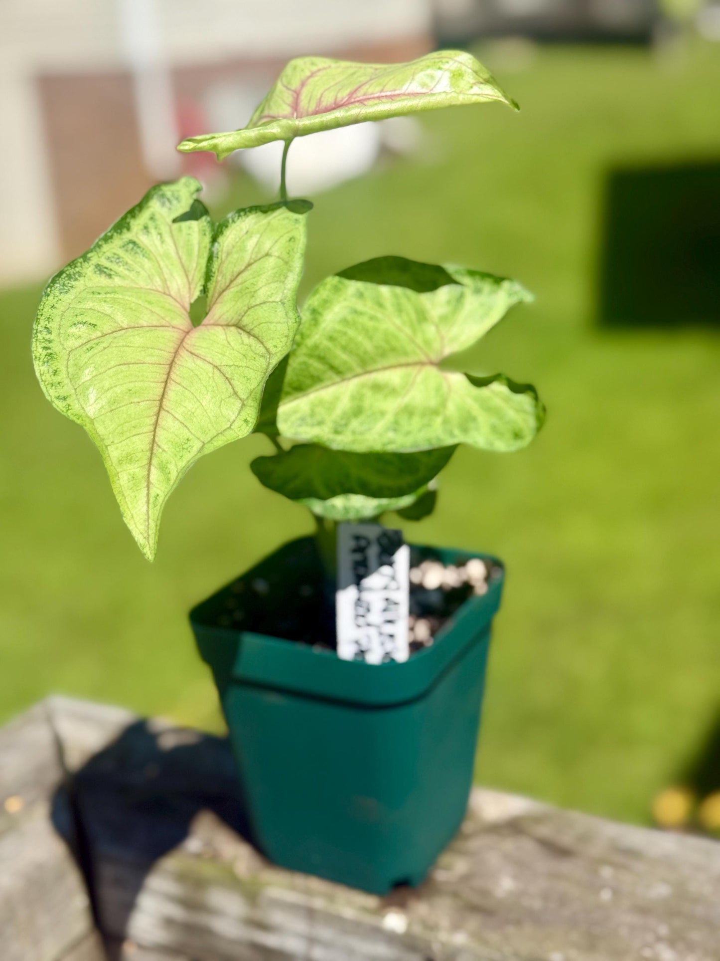 Berry Allusion Arrowhead Plant – Small Live Plant (5–9”) | Syngonium podophyllum