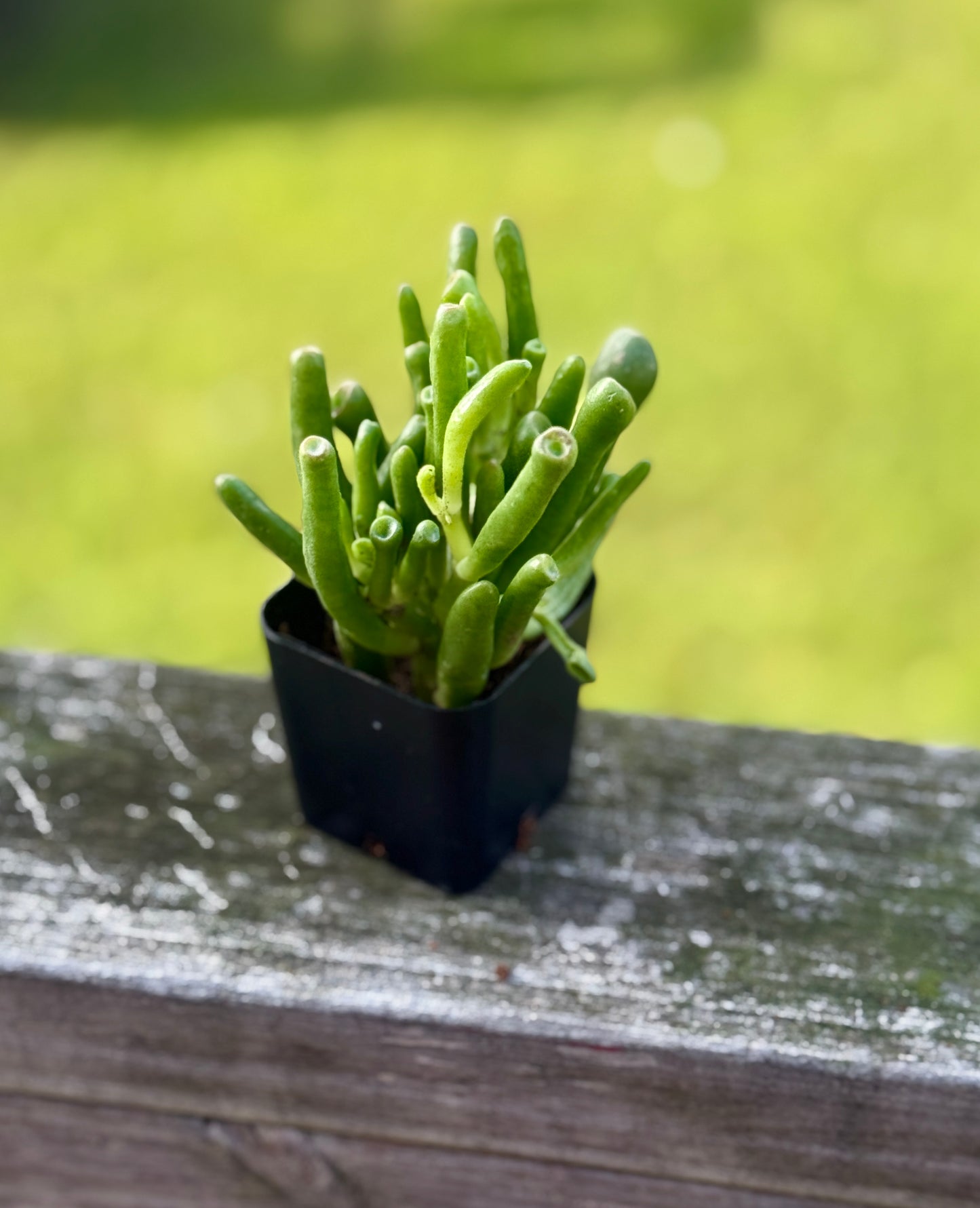 Gollum Jade Succulent – 2” Starter Plant – Crassula ovata ‘Gollum’