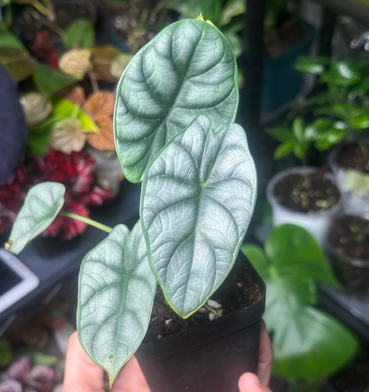 Alocasia Silver Dragon. : No. I will pot them myself. I would rather save the money.