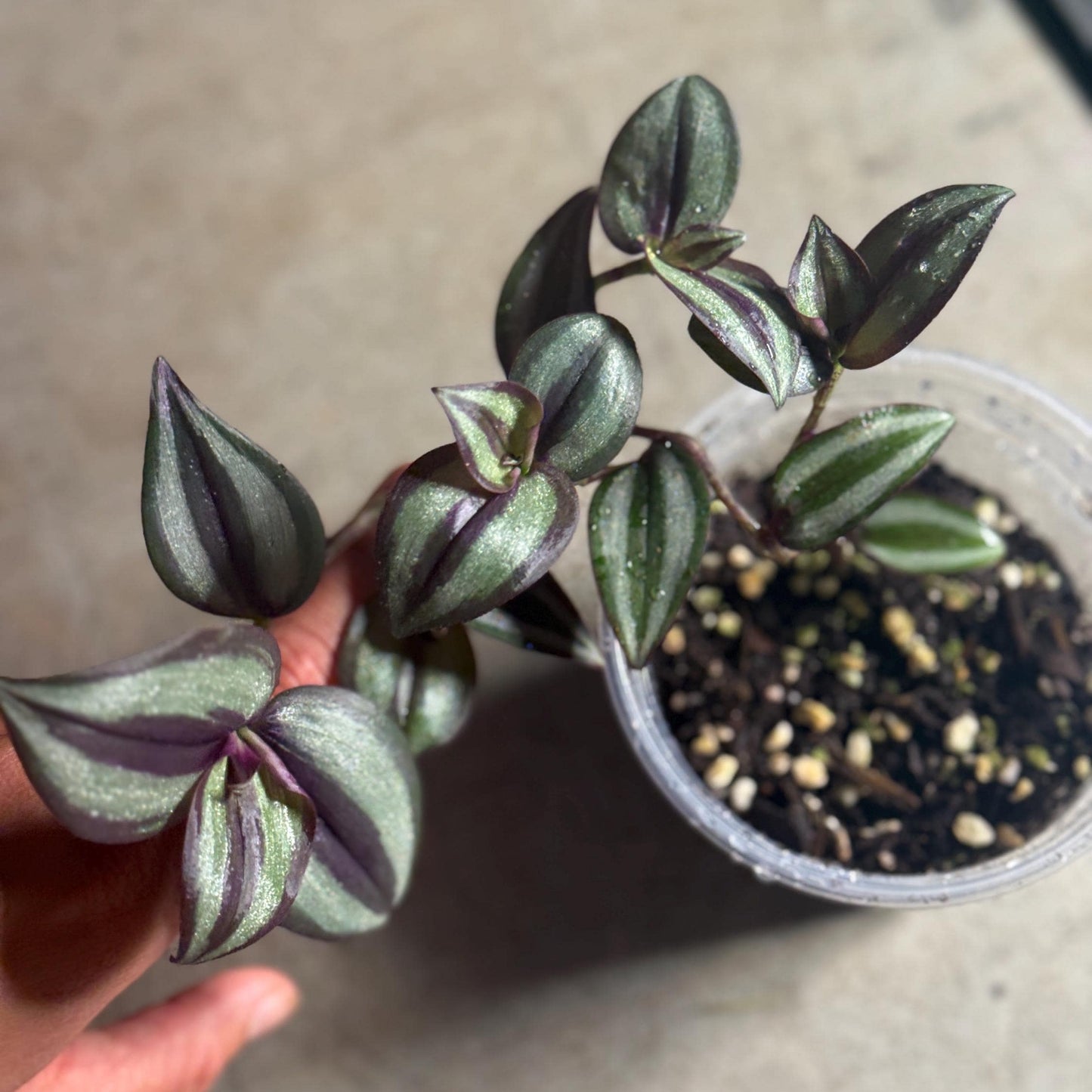 Inchplant Starter Plant (Tradescantia zebrina) *please read description*