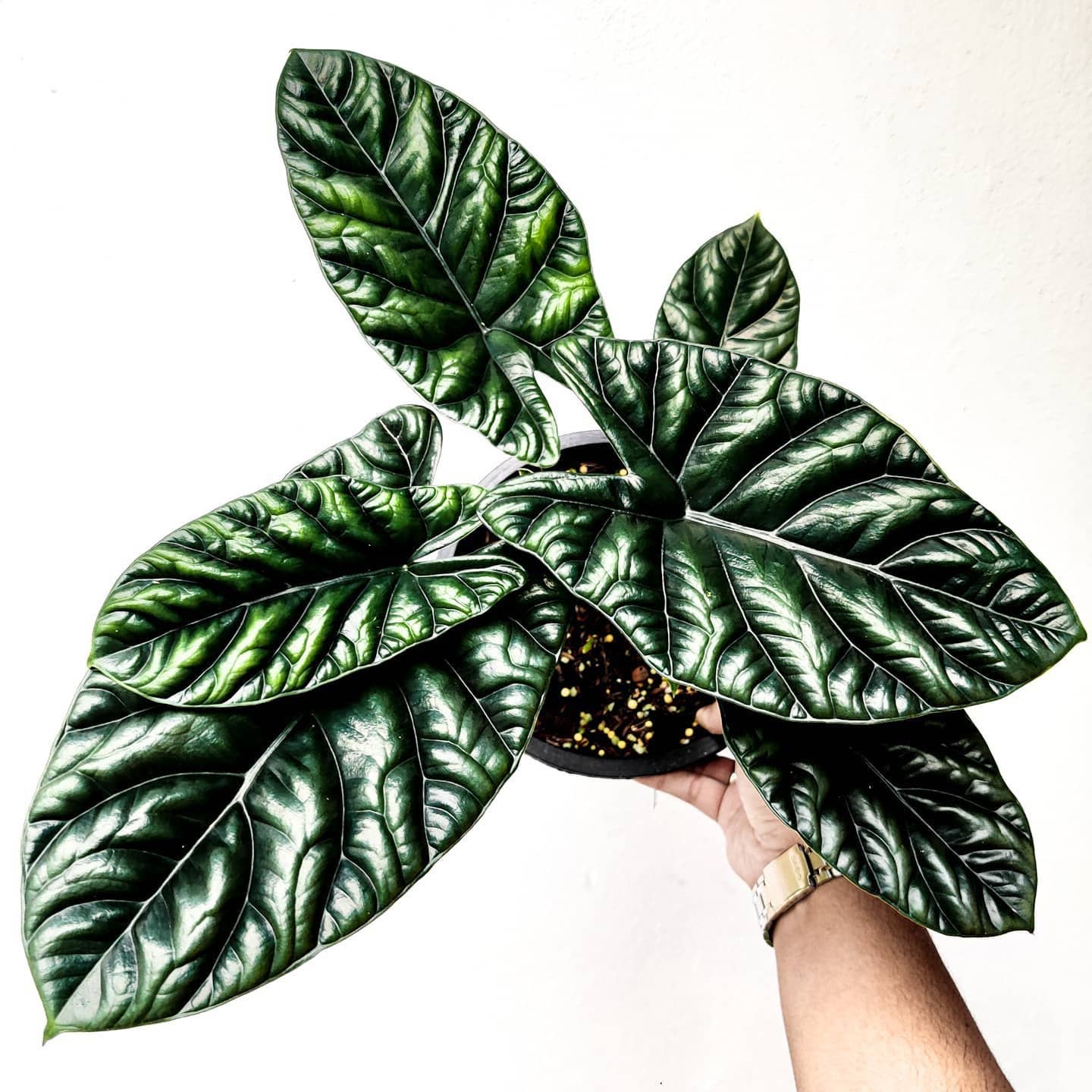 Alocasia Quilted Dreams. Starter: No. I will pot them myself. I would rather save the money.