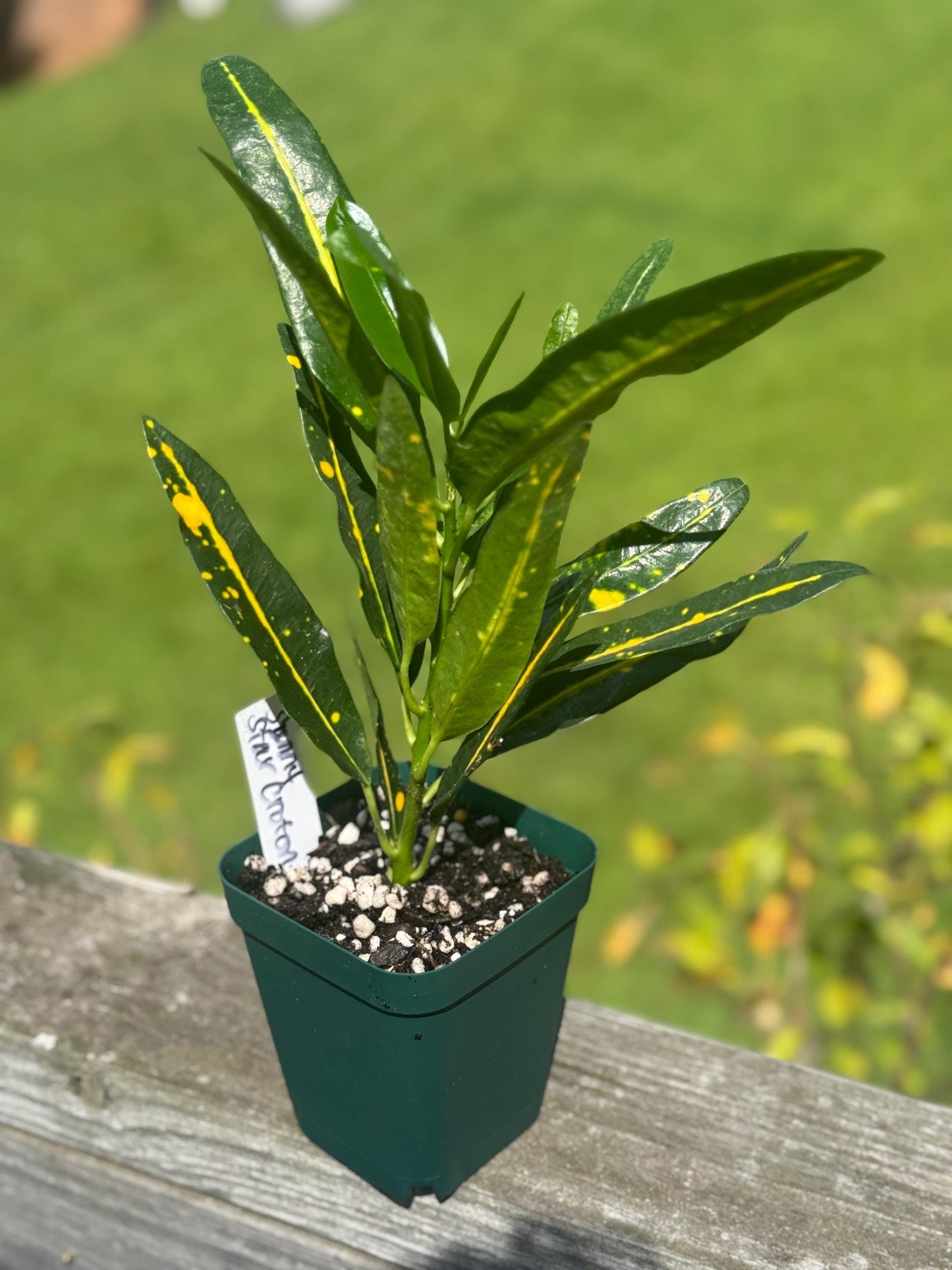 Sunny Star Croton Starter Plant | 4–9” Live Houseplant | Bright Tropical Foliage *please read description*