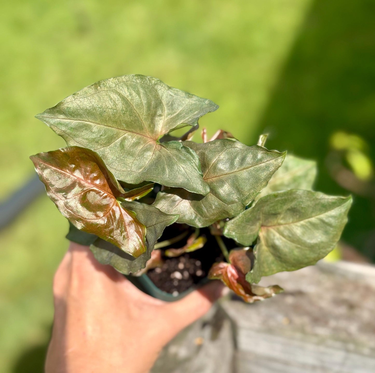 Maria Allusion Arrowhead Plant: Pink Syngonium, Small 4-7”