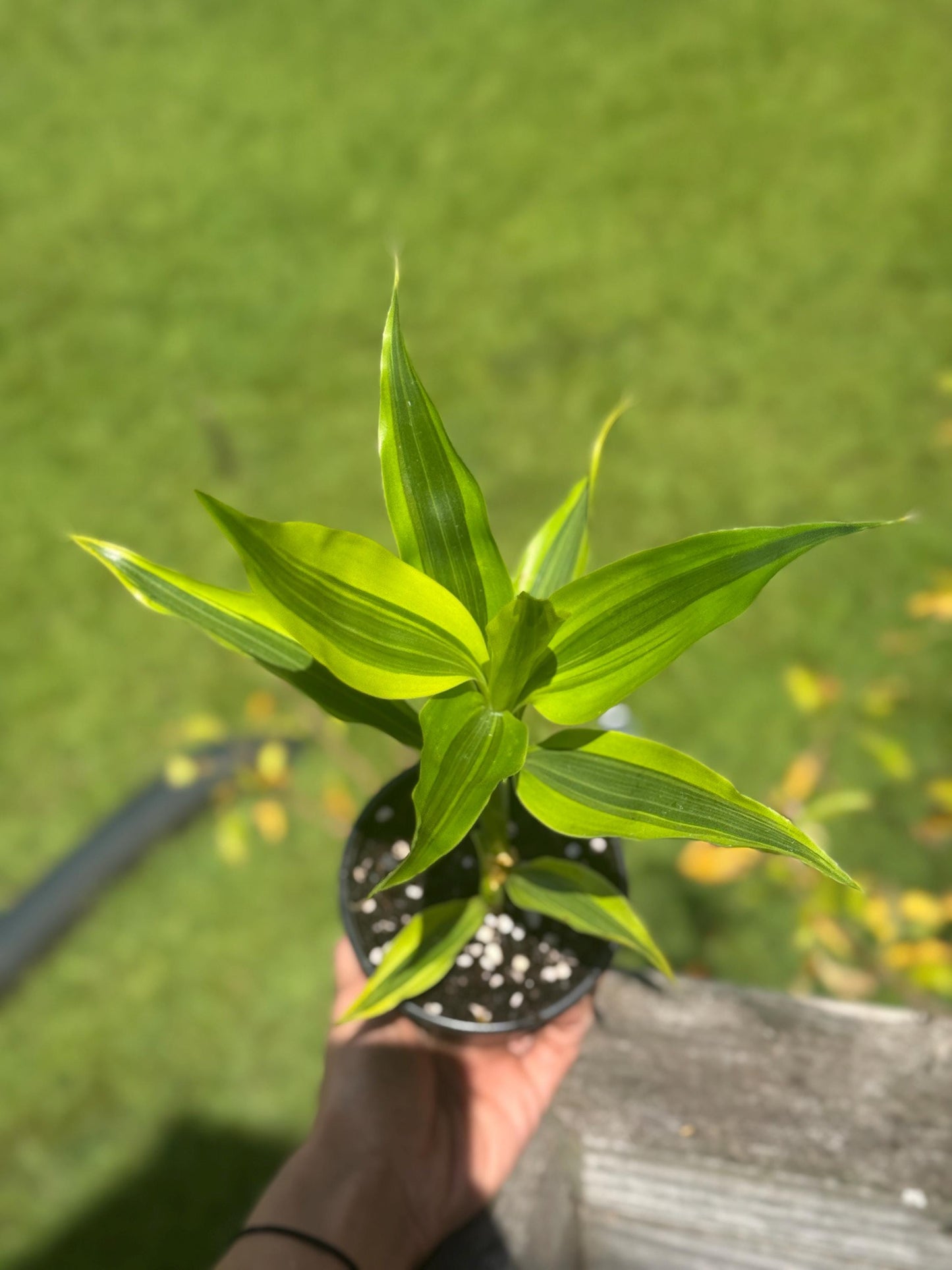 Dracaena Marginata Starter Plant | 8–14” Live Dragon Tree | Easy-Care Indoor Houseplant *please read description*