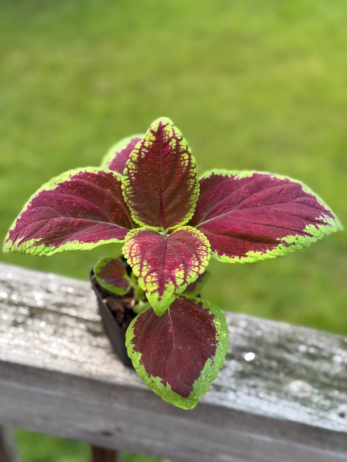 Small Coleus Starter Plant | Colorful Live Plant | 5-8 Inch Cutting Grown *please read description*