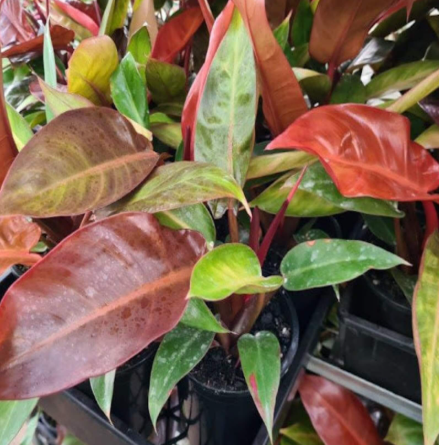 Philodendron Red Sun. 2-3 inch starter plant.