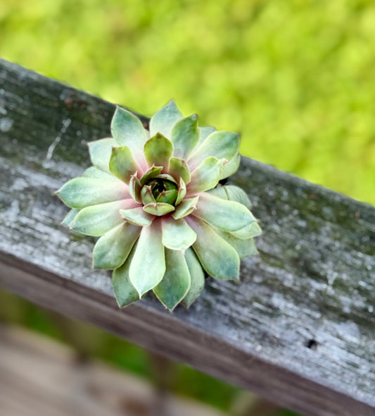 Hens & Chicks Succulent – Starter Plant in 2” Pot – Hardy Sempervivum