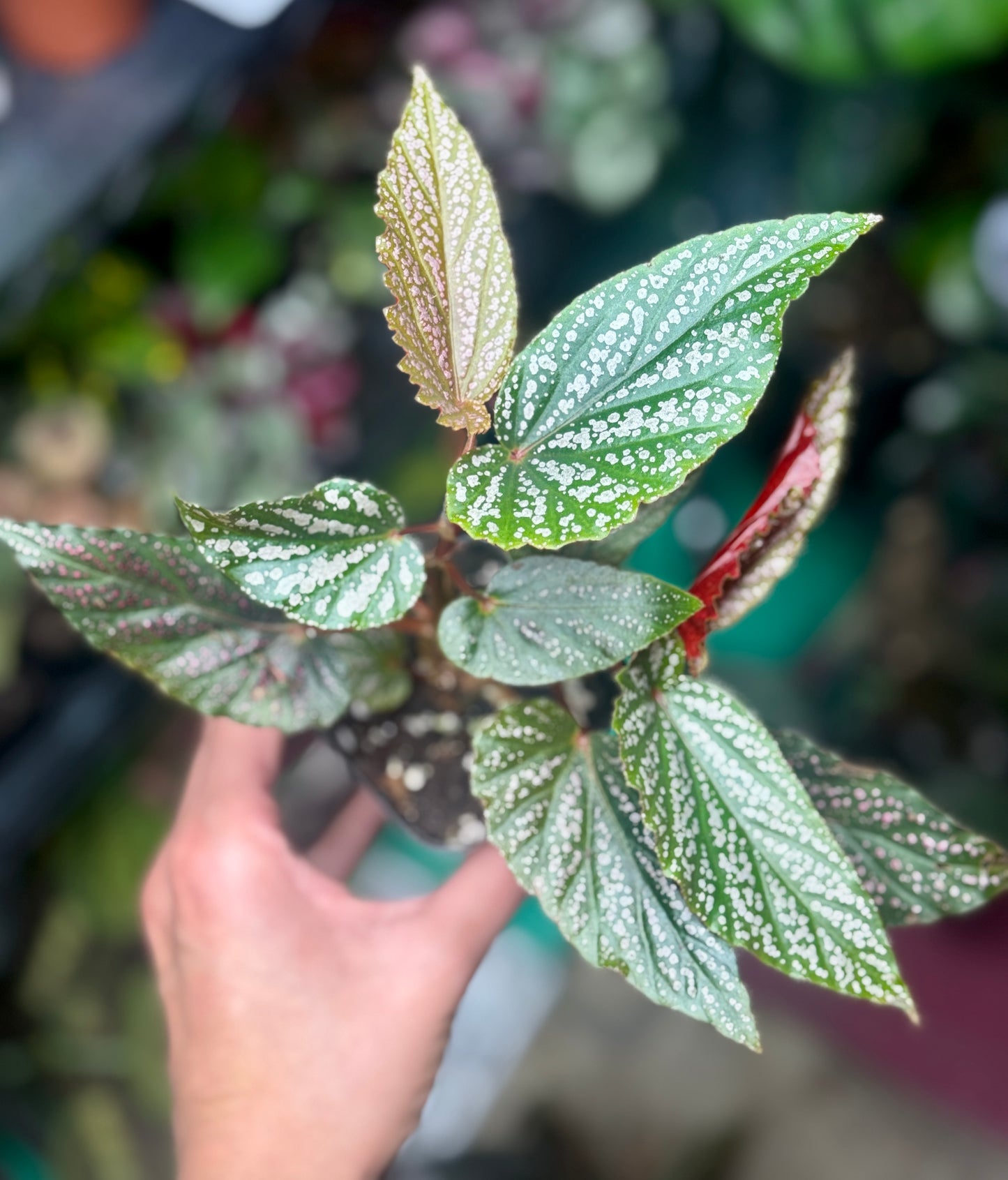Angel Wing Begonia Maculata ‘Pink Spot’ – Starter Plant (3–4”)