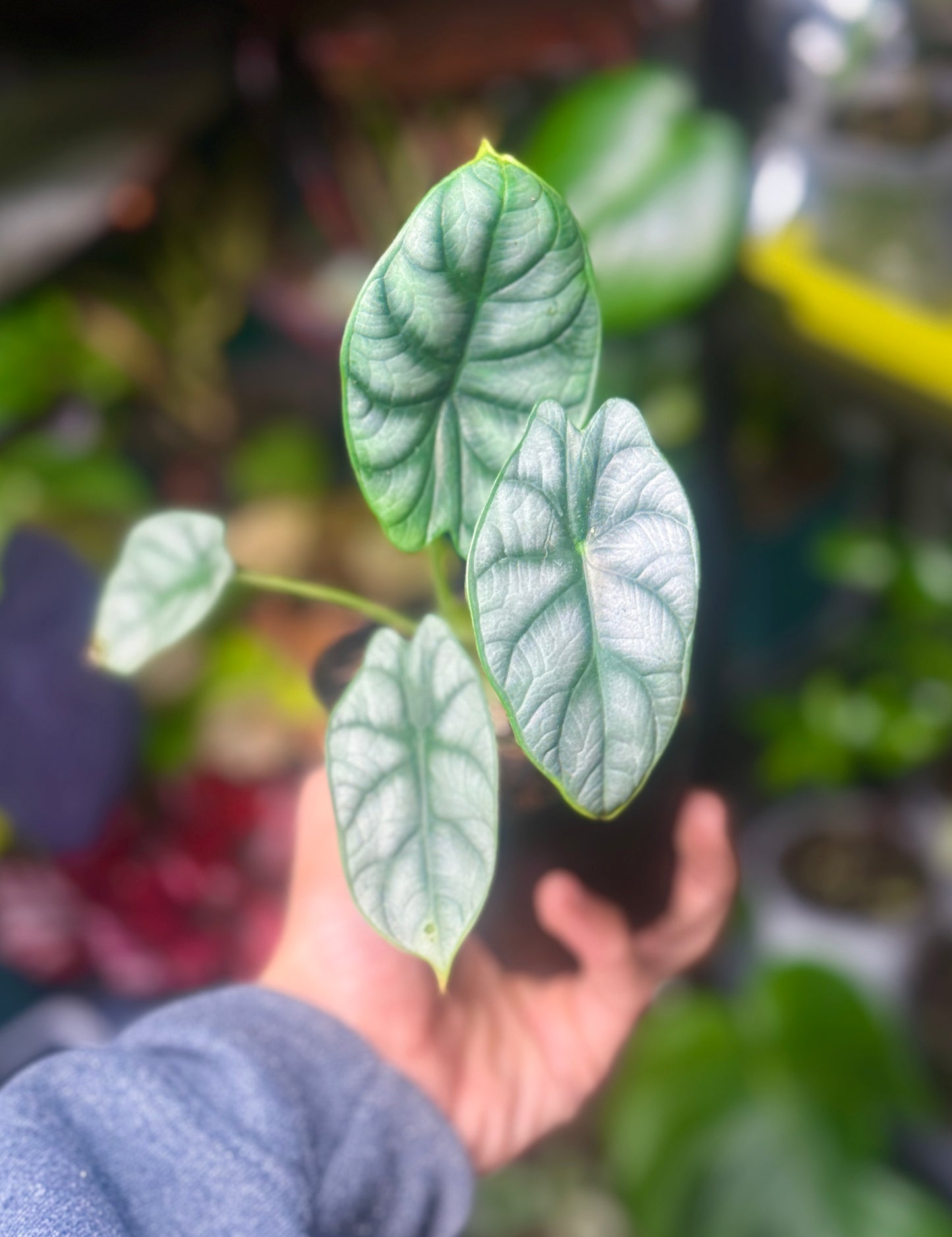 Alocasia Silver Dragon. : No. I will pot them myself. I would rather save the money.
