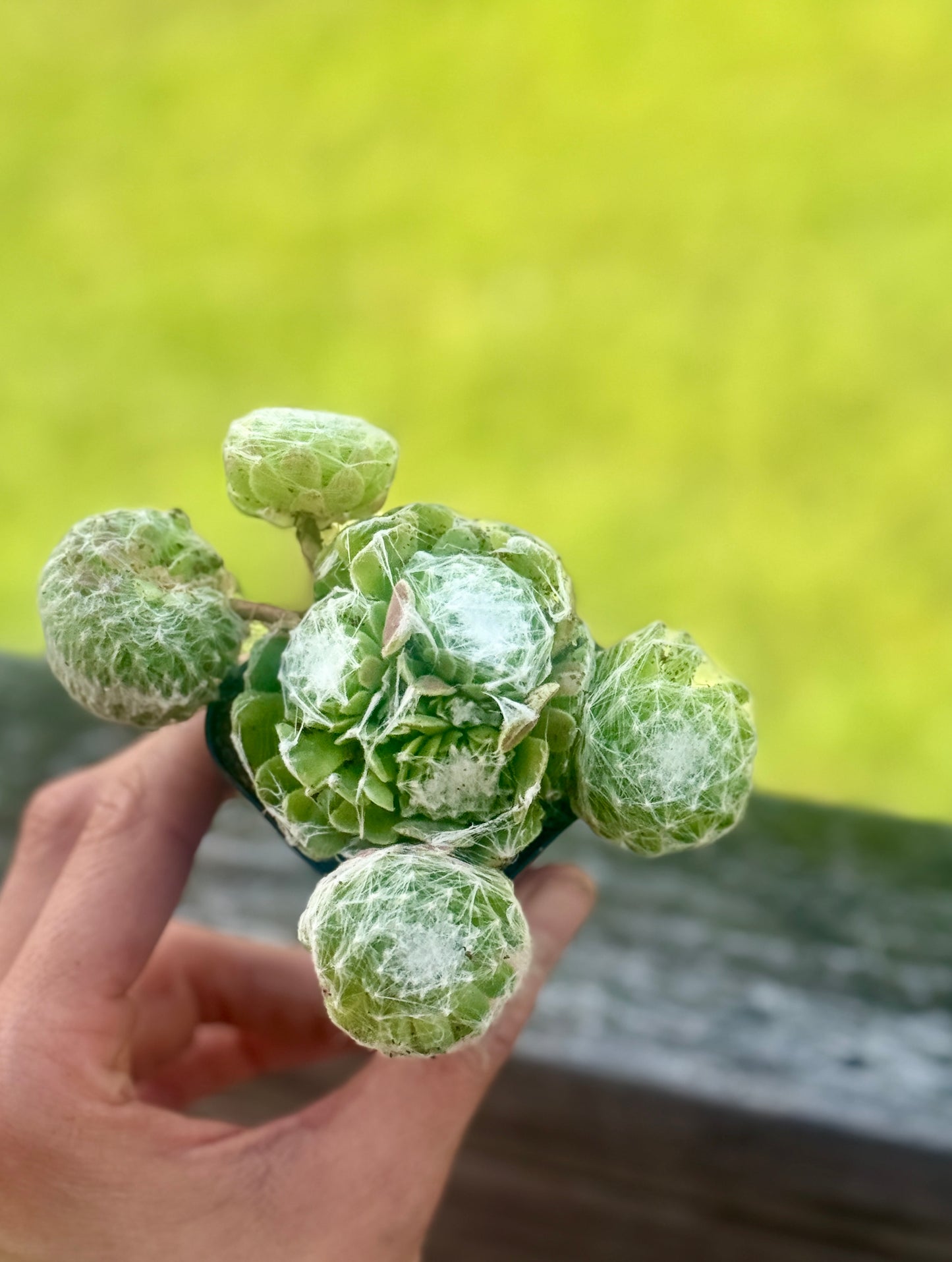 Cobweb Houseleek Succulent – 2” Pot – Sempervivum arachnoideum