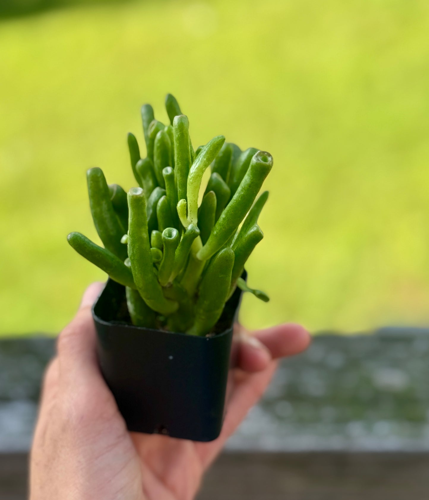 Gollum Jade Succulent – 2” Starter Plant – Crassula ovata ‘Gollum’