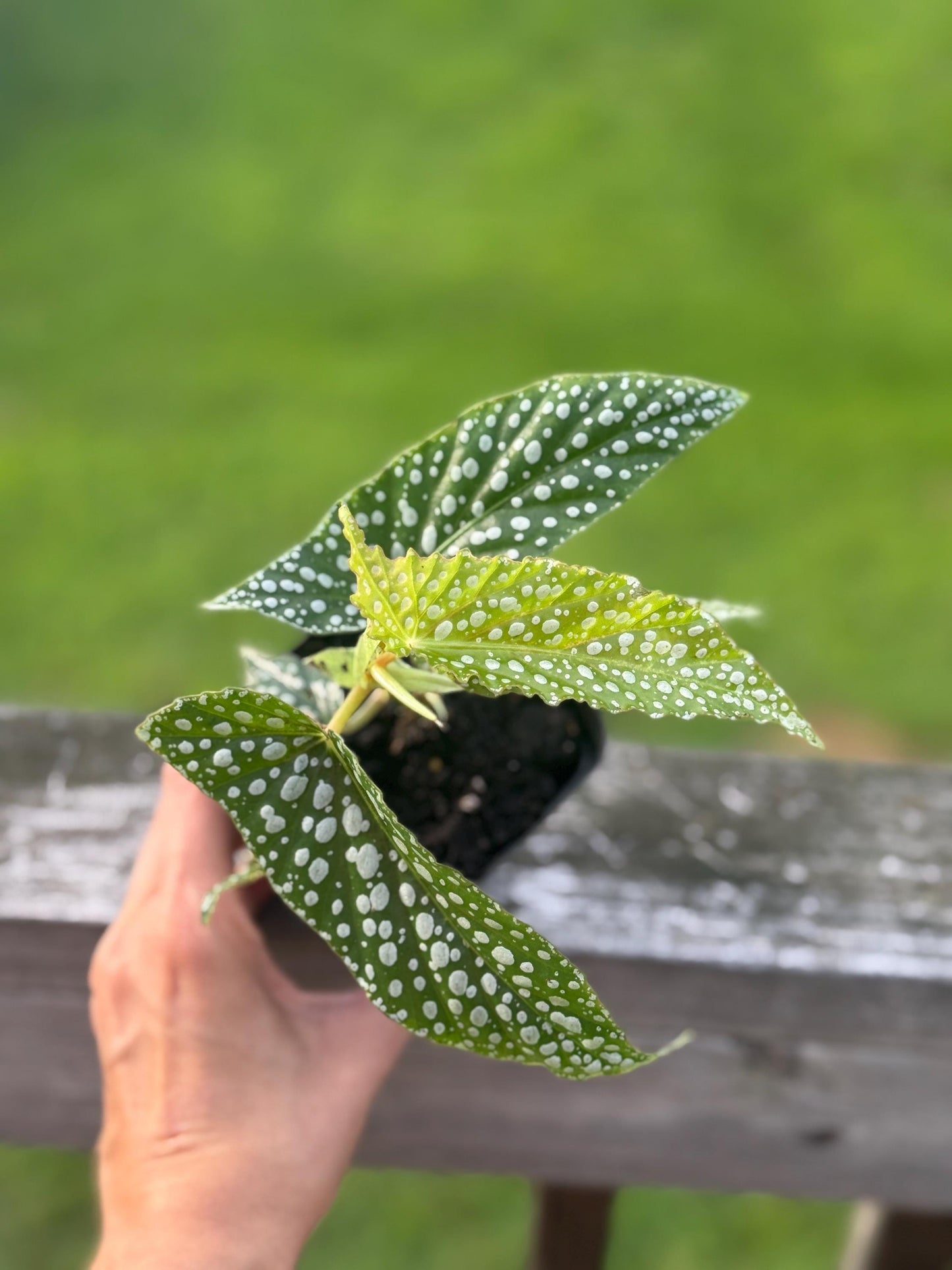 Dappled Morning Begonia Starter Plant
