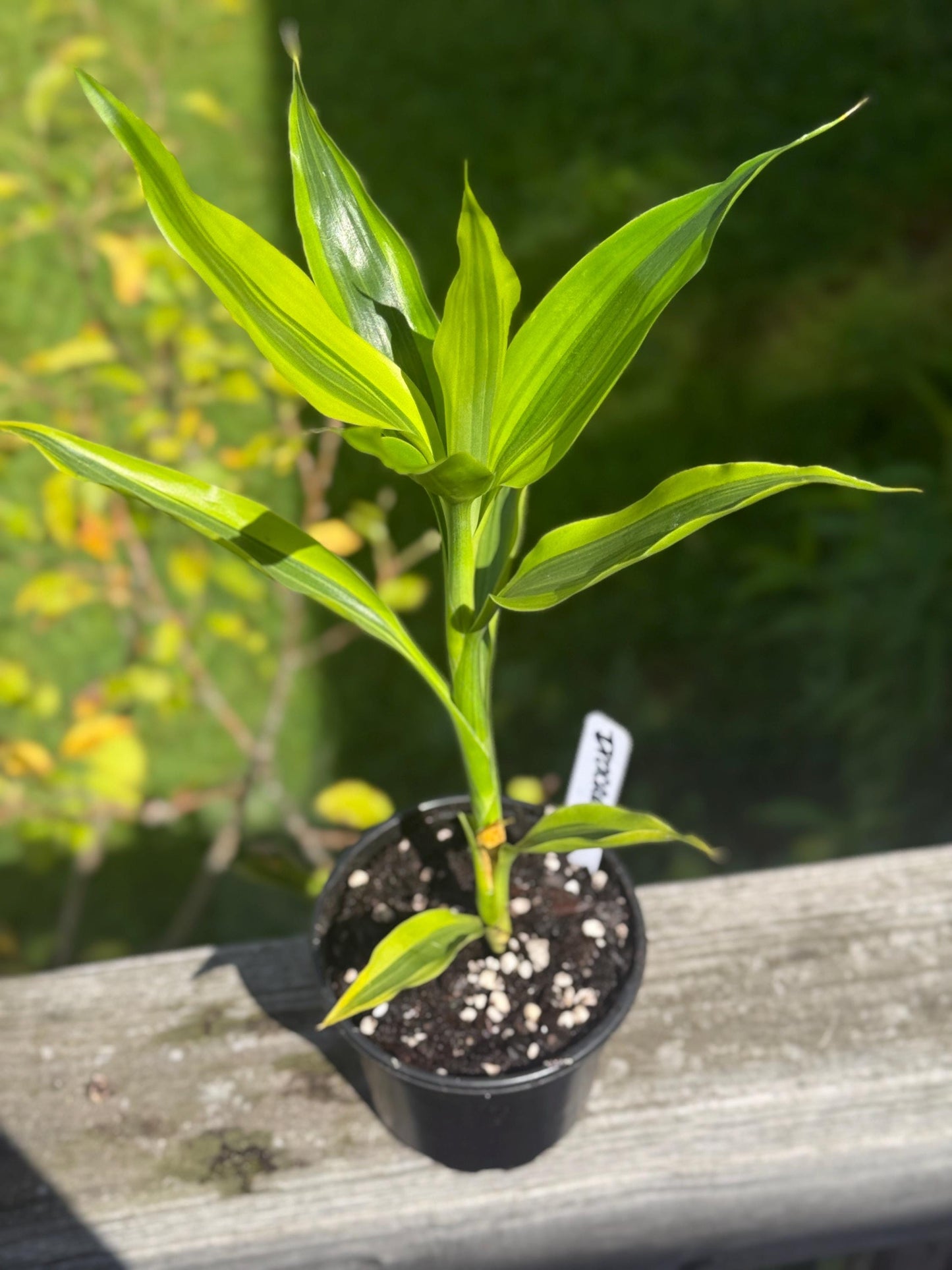 Dracaena Marginata Starter Plant | 8–14” Live Dragon Tree | Easy-Care Indoor Houseplant *please read description*