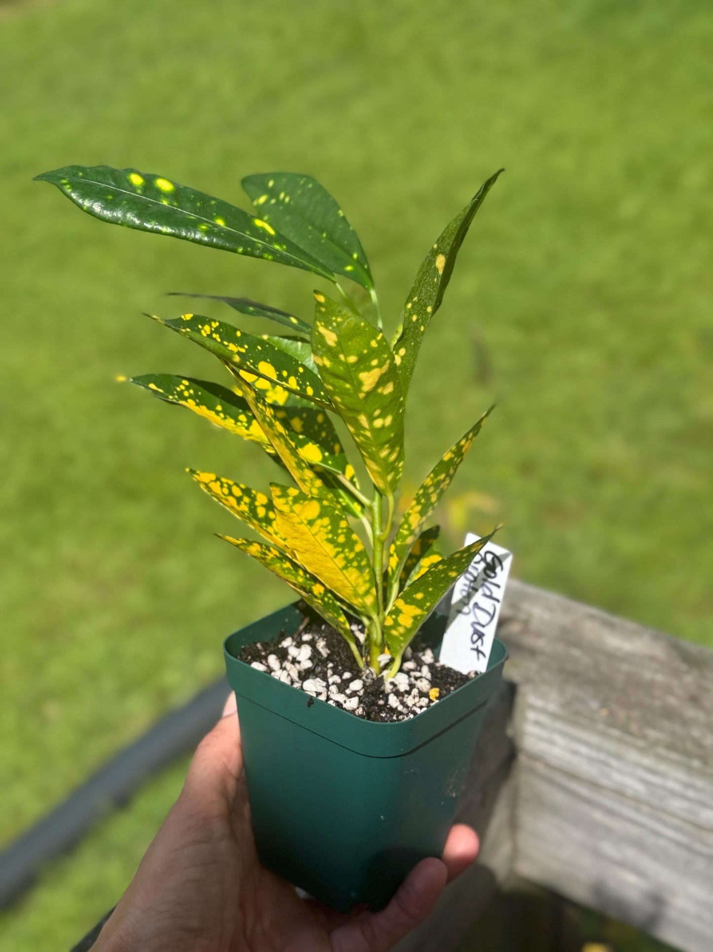 Gold Dust Croton Starter Plant | 5–10” Live Houseplant | Colorful Indoor Starter *please read description*
