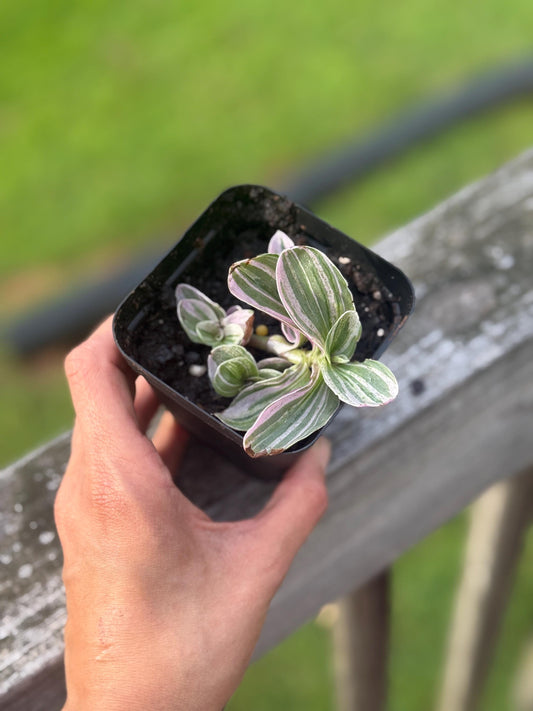 Tradescantia ‘Feeling Sweet’ Starter Plant (3–4”) | Variegated Pink and Green Houseplant *please read description*