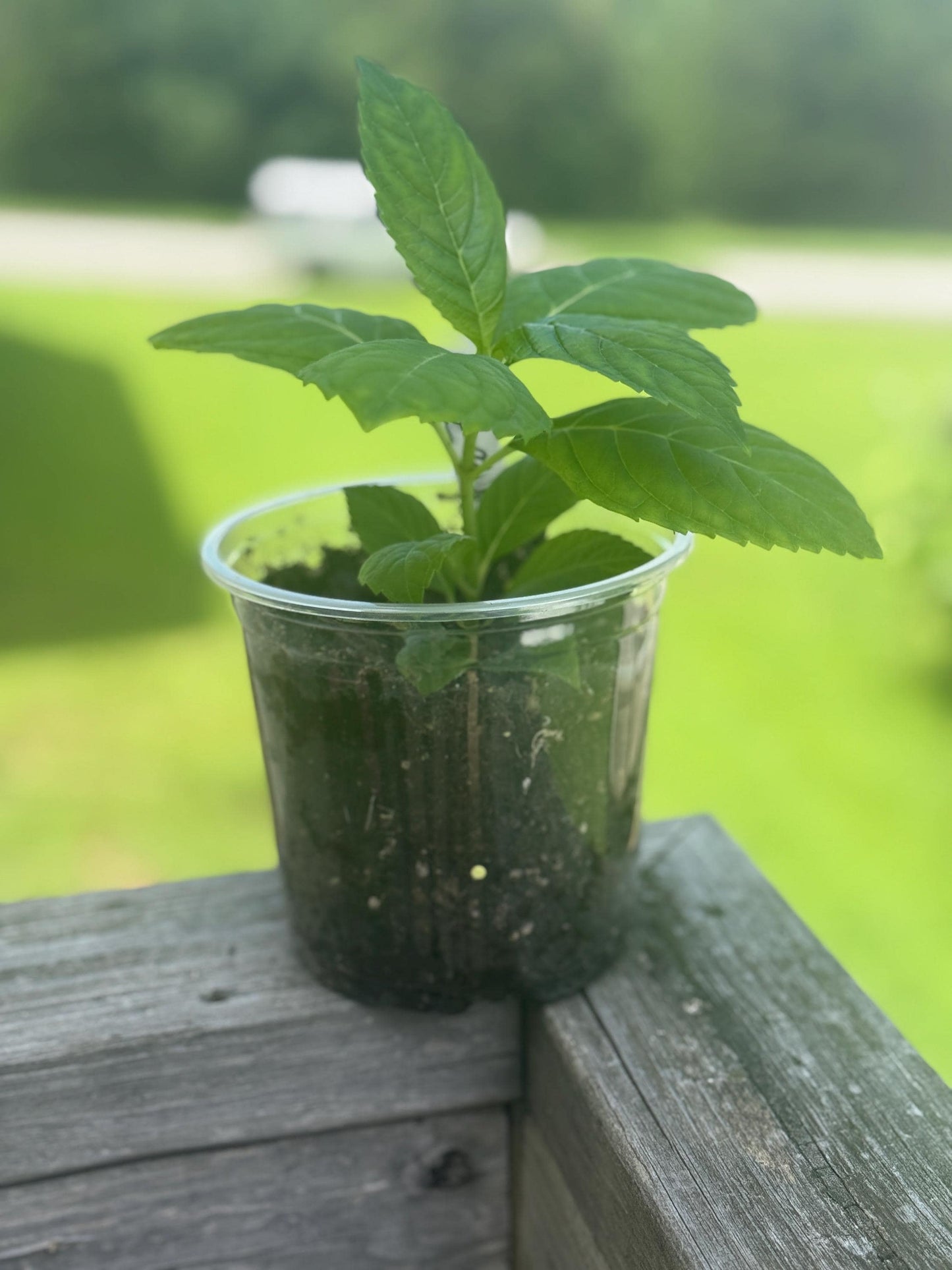Nikko Blue Hydrangea Starter Plant (4–7”) – Live Rooted Cutting *please read description*