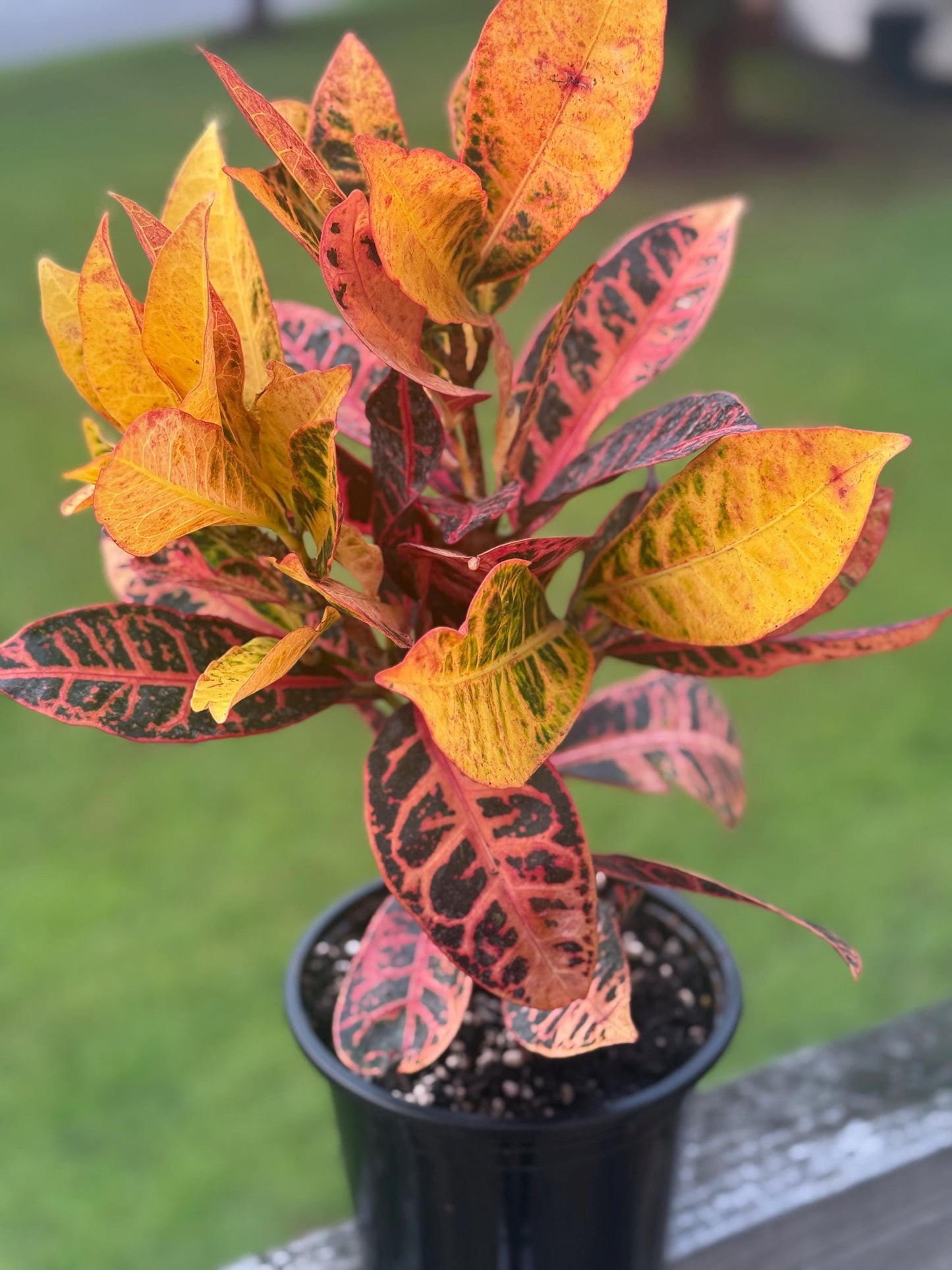 Croton Petra (Codiaeum variegatum) – 10–14” Tall – Vibrant Tropical Houseplant *please read description*