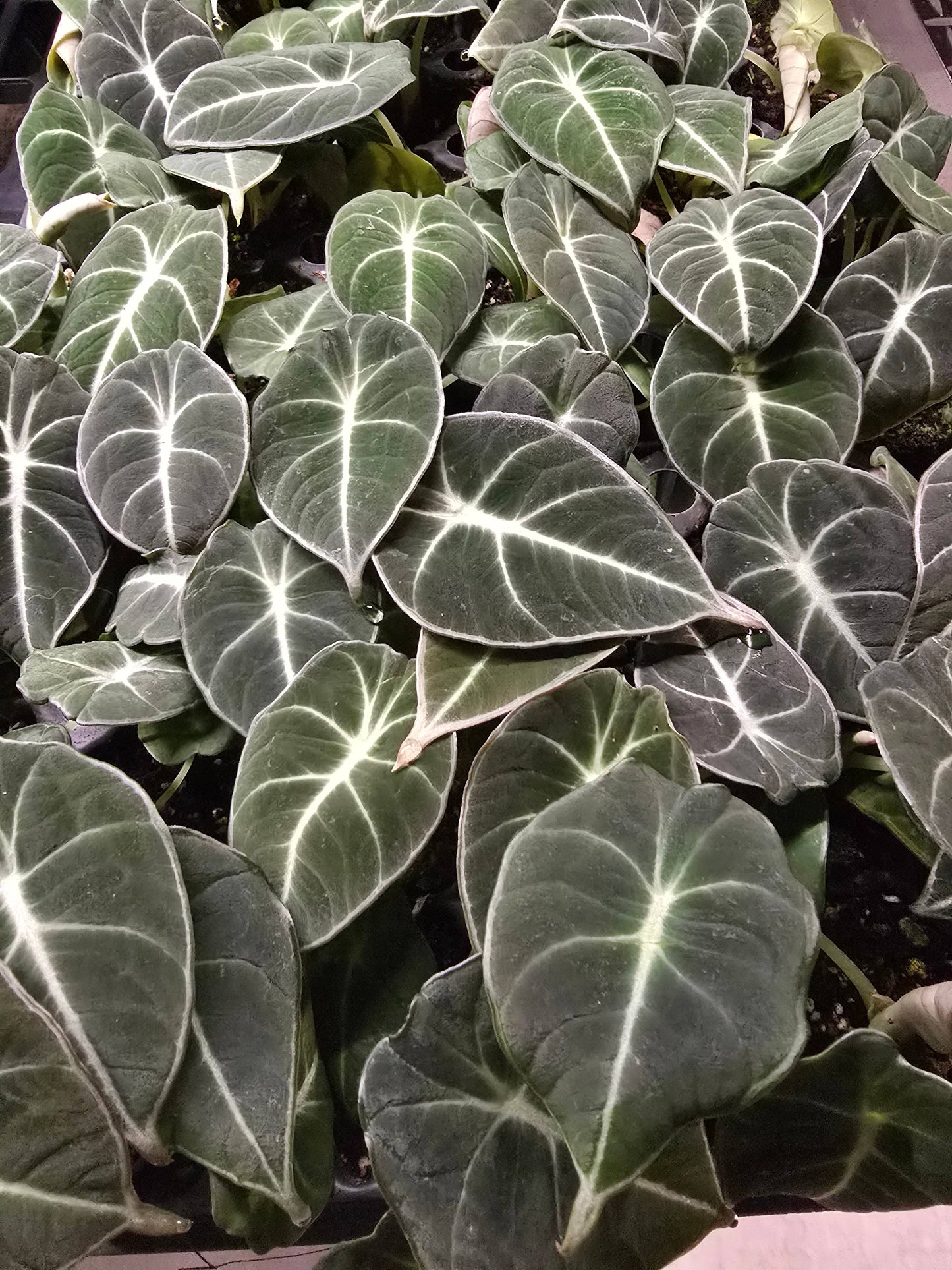 Alocasia Only Growers Choice Bundle. Unpotted starters