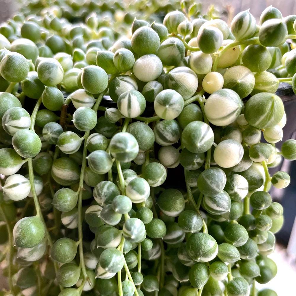 2” Variegated String of Pearls Plant – Senecio rowleyanus variegata *please read description*
