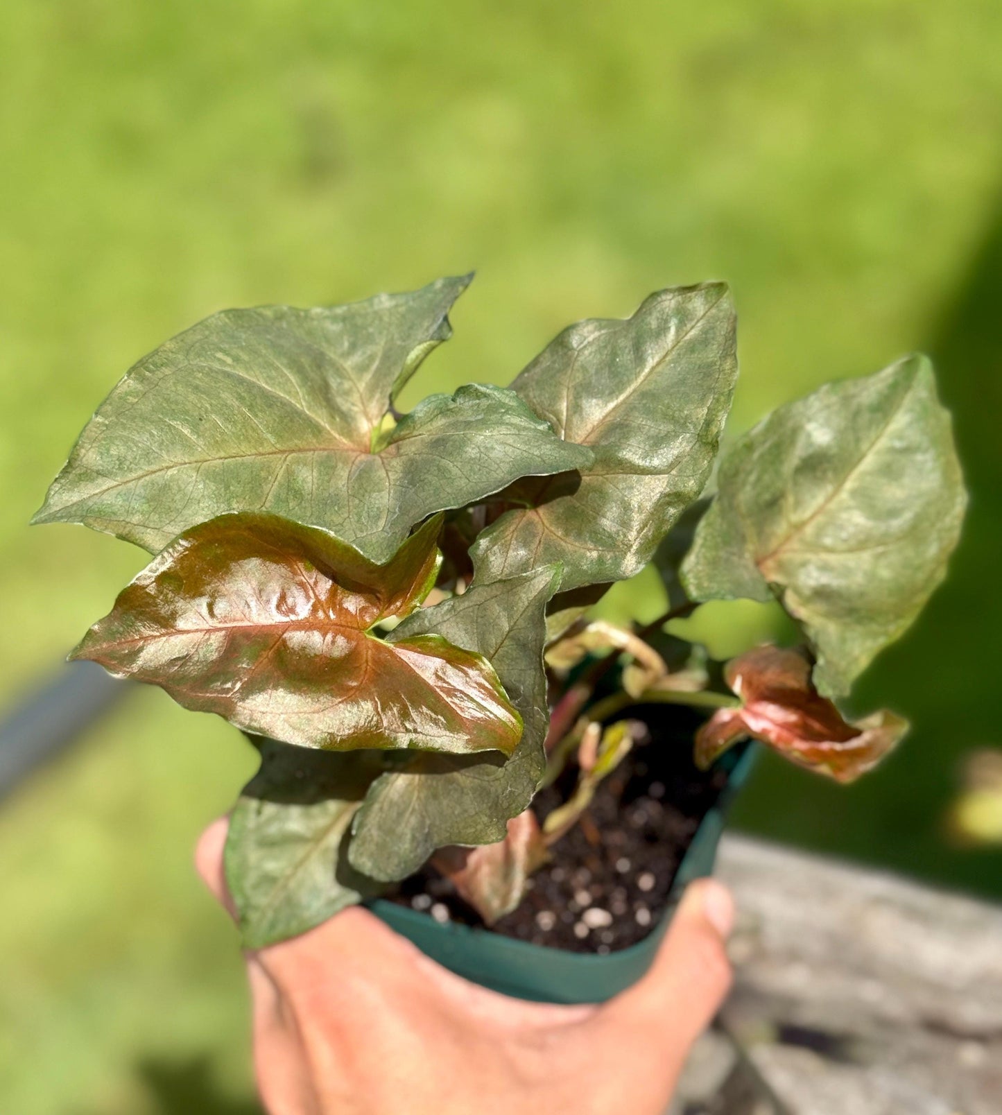 Maria Allusion Arrowhead Plant: Pink Syngonium, Small 4-7”