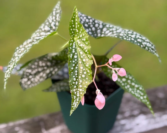 Dappled Morning Begonia Starter Plant