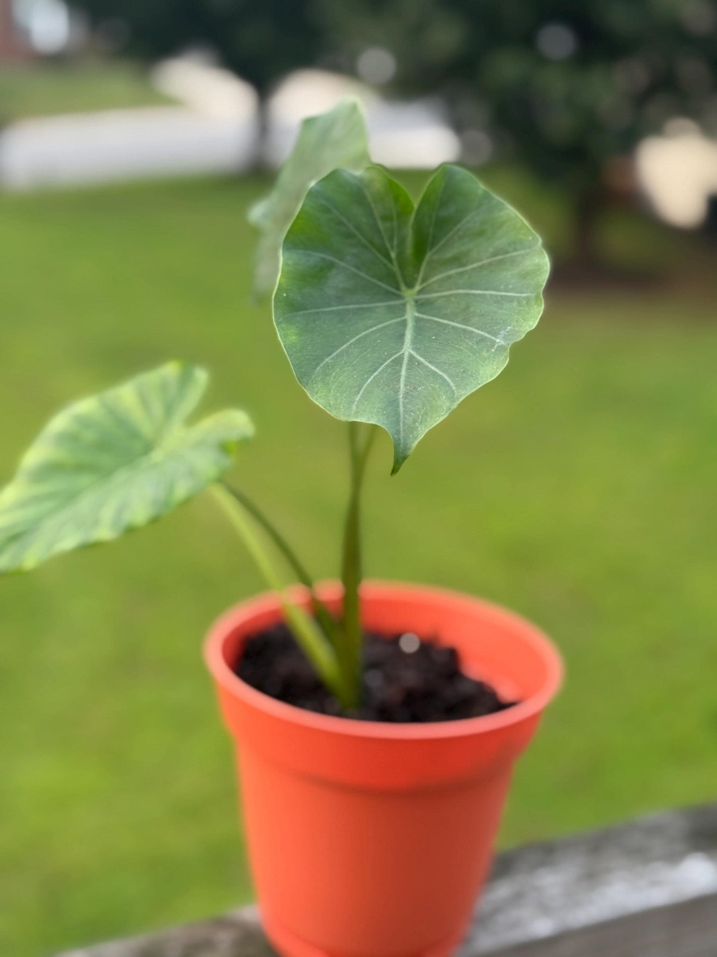 Alocasia Starter Plant – 10–14” Tall (Elephant Ear Houseplant) *please read description*