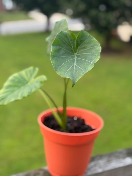 Alocasia Starter Plant – 10–14” Tall (Elephant Ear Houseplant) *please read description*