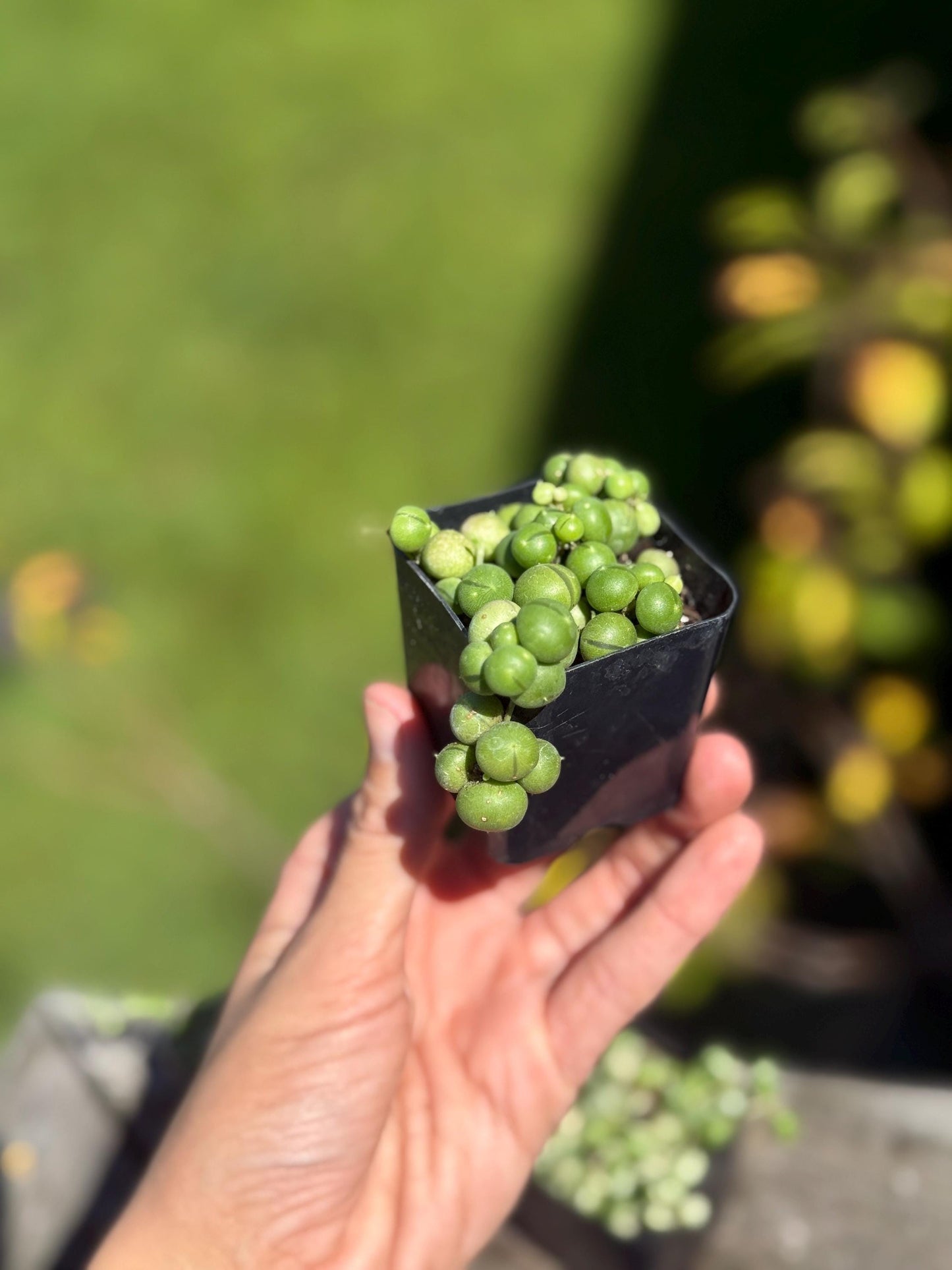 2” Starter String of Pearls Plant – Senecio rowleyanus *please read description*