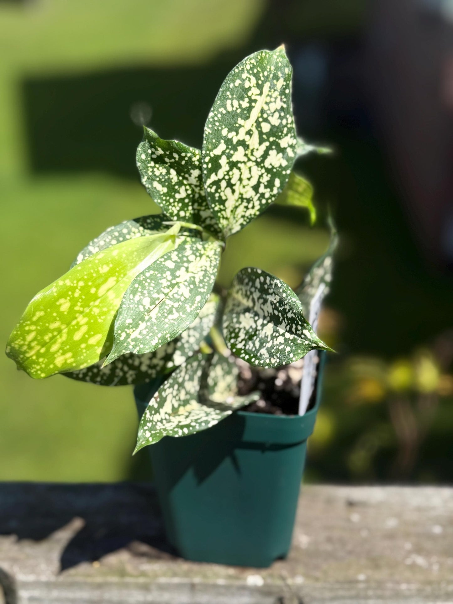 Starter Florida Beauty Dracaena – 6–10” Live Plant *please read description*