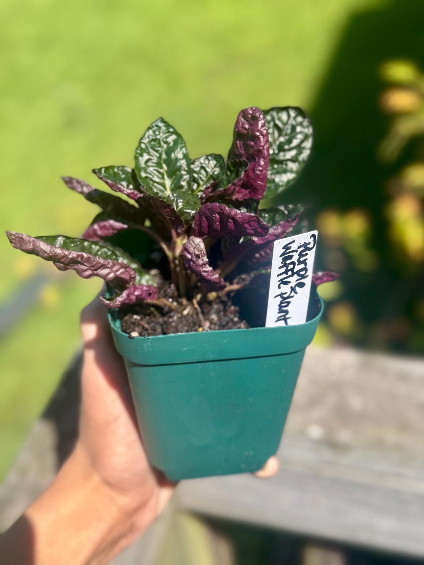 Purple Waffle Plant – Small Live Plant (4–8”) *please read description*