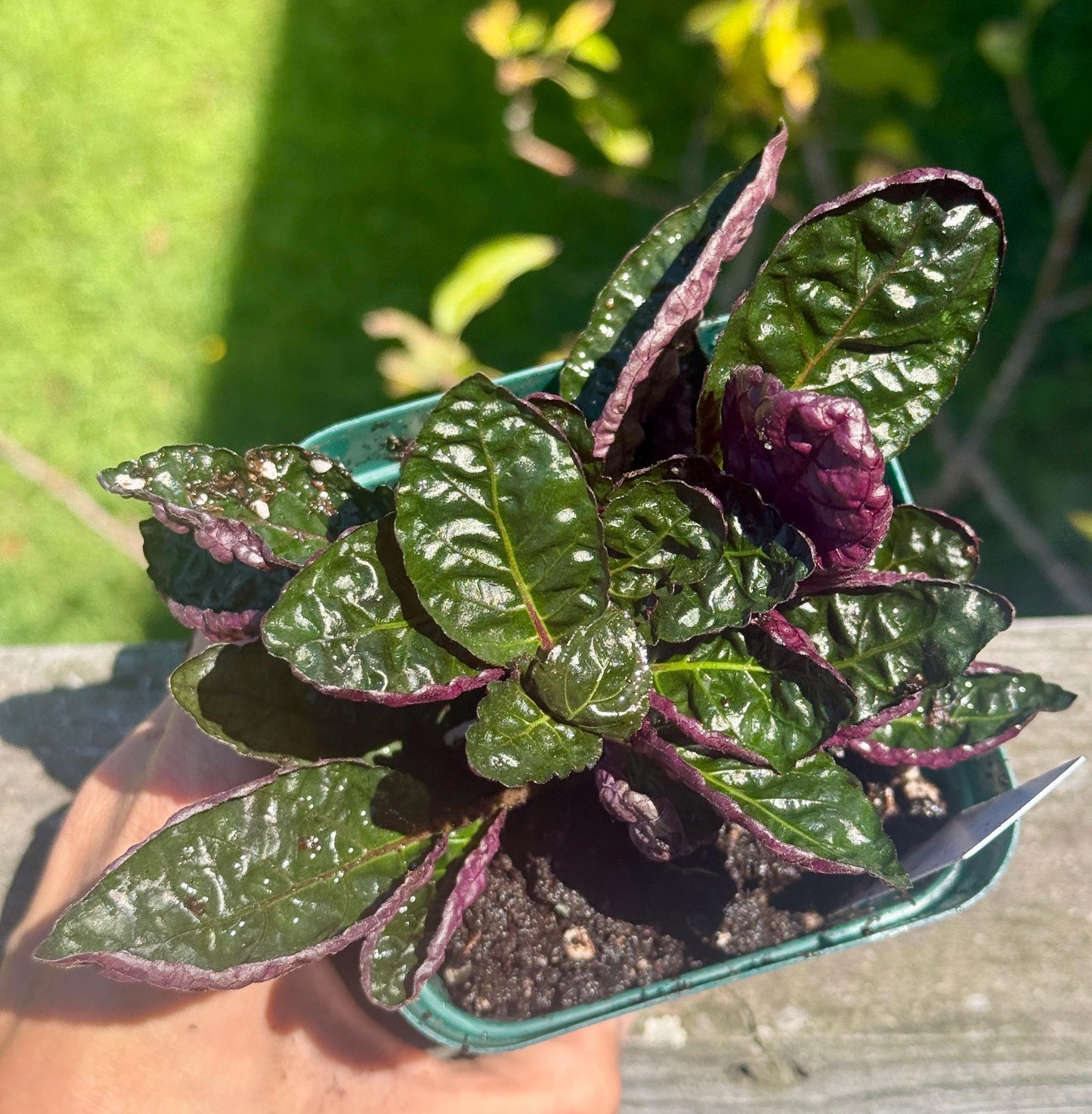 Purple Waffle Plant – Small Live Plant (4–8”) *please read description*