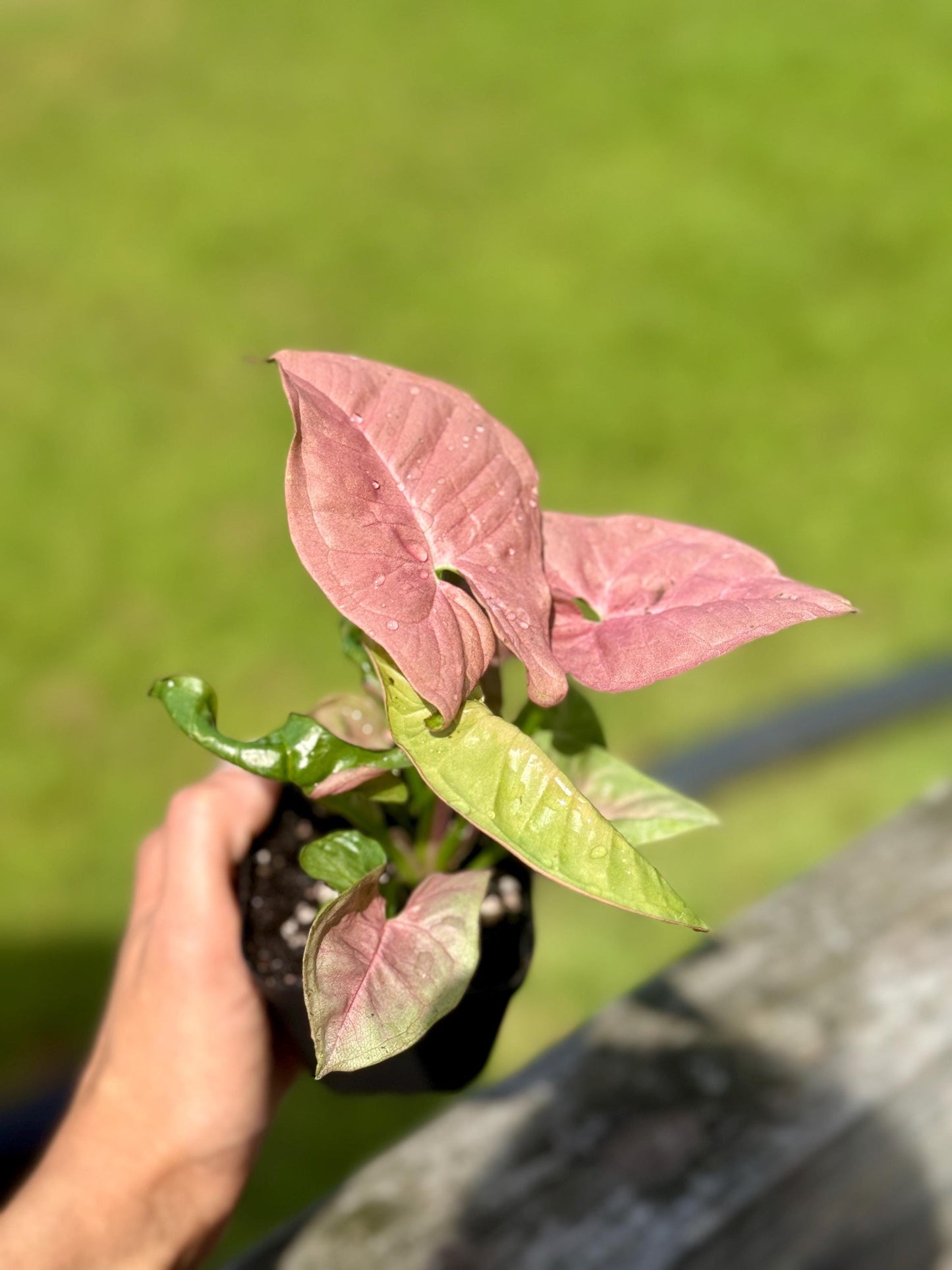 Small Cupid’s Quiver Arrowhead Plant (4-7”) - Syngonium podophyllym