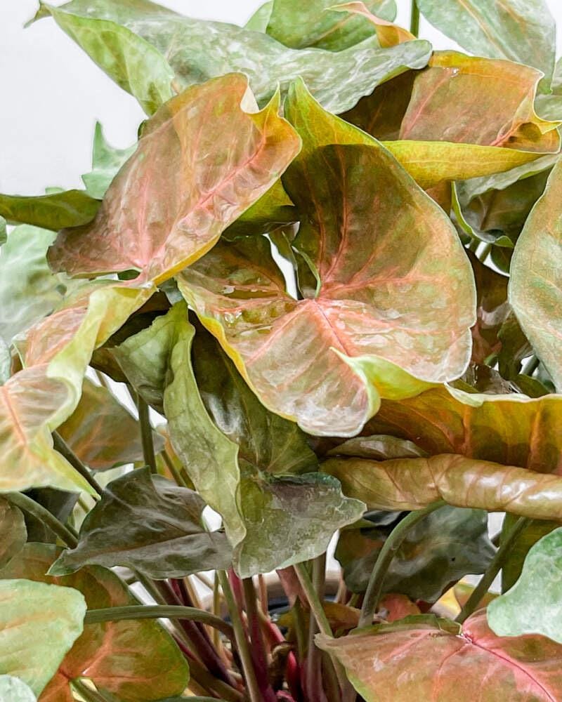 Small Cupid’s Quiver Arrowhead Plant (4-7”) - Syngonium podophyllym