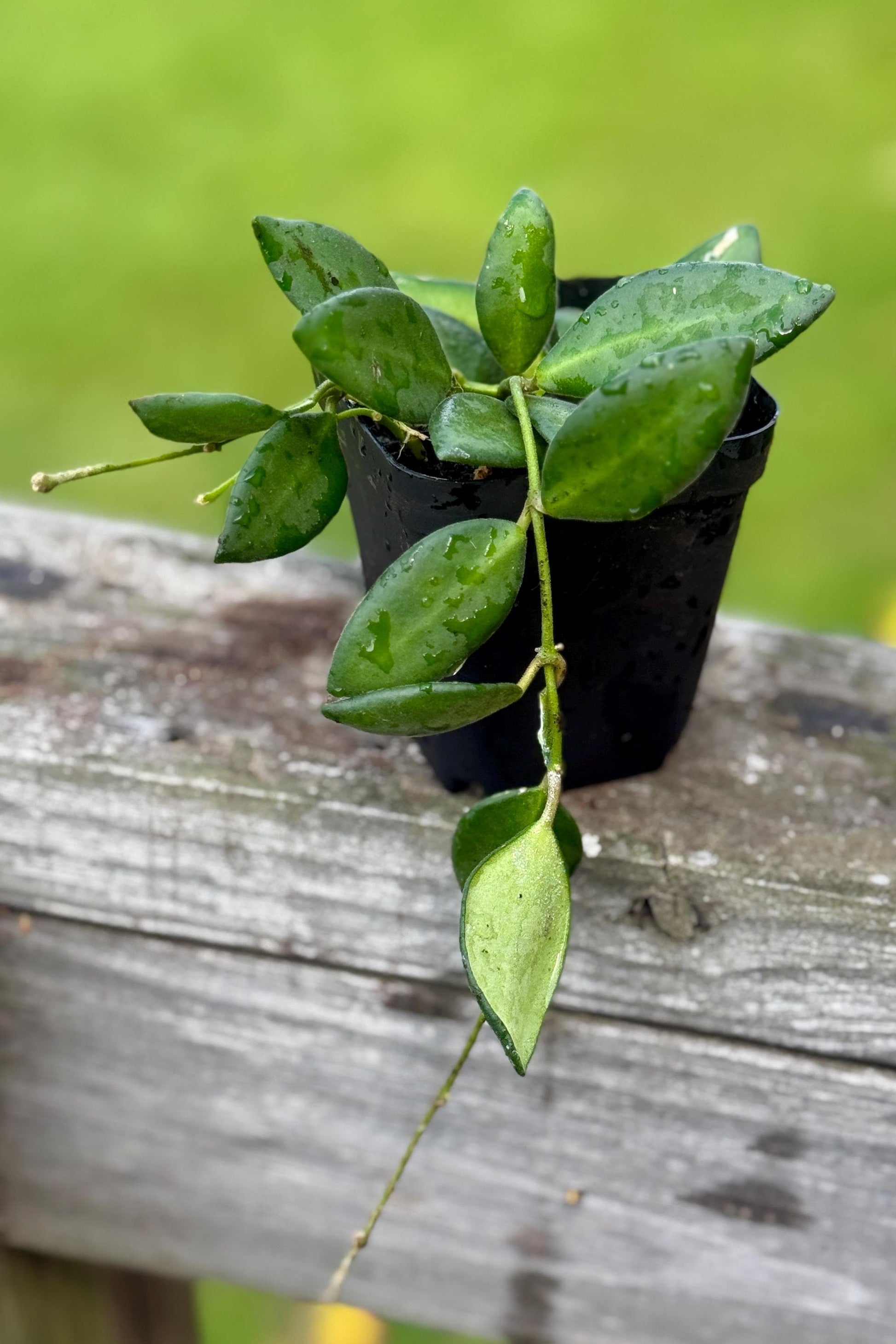 Small Sea Stone Hoya (3–6”) *please read description*