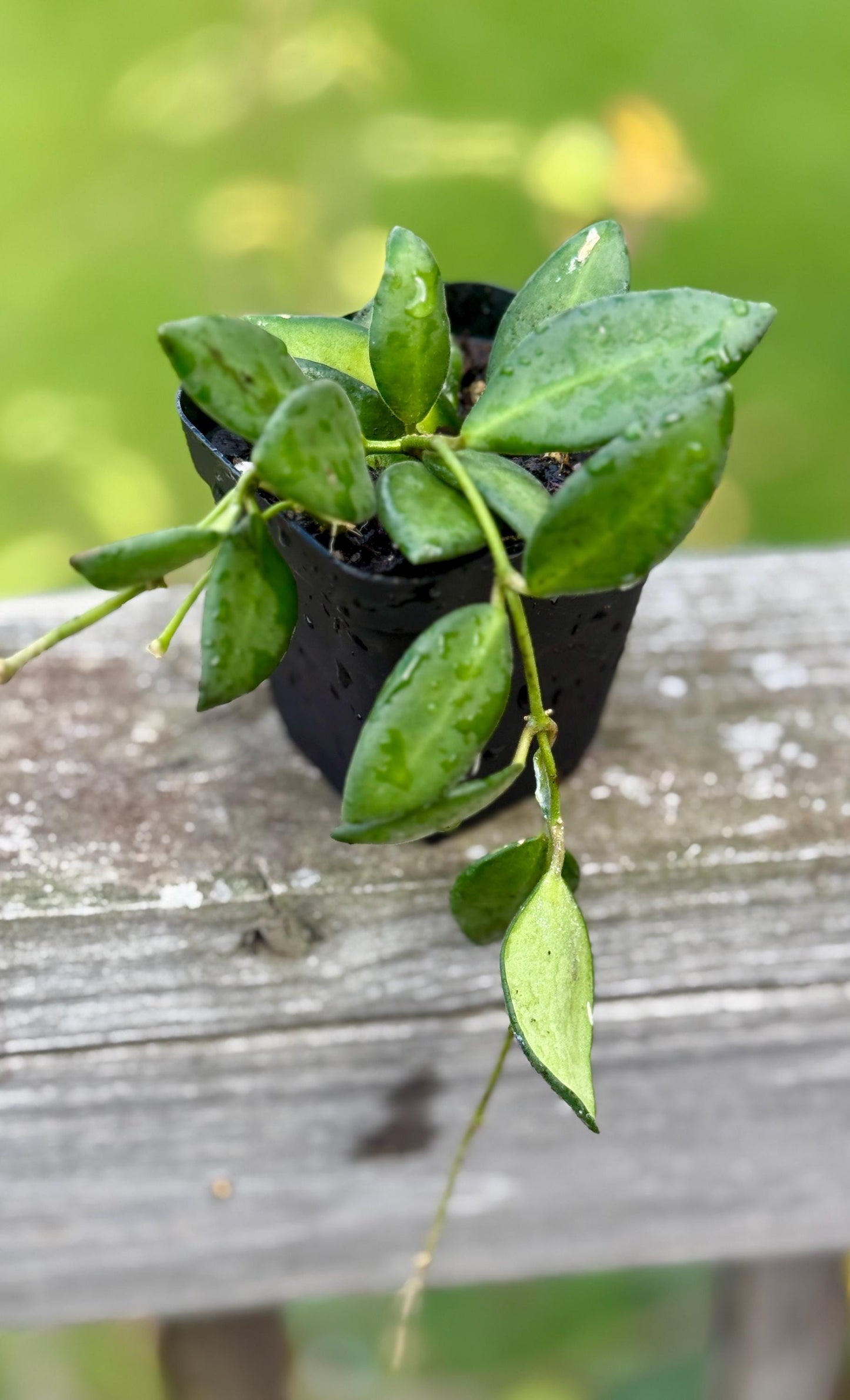 Small Sea Stone Hoya (3–6”) *please read description*