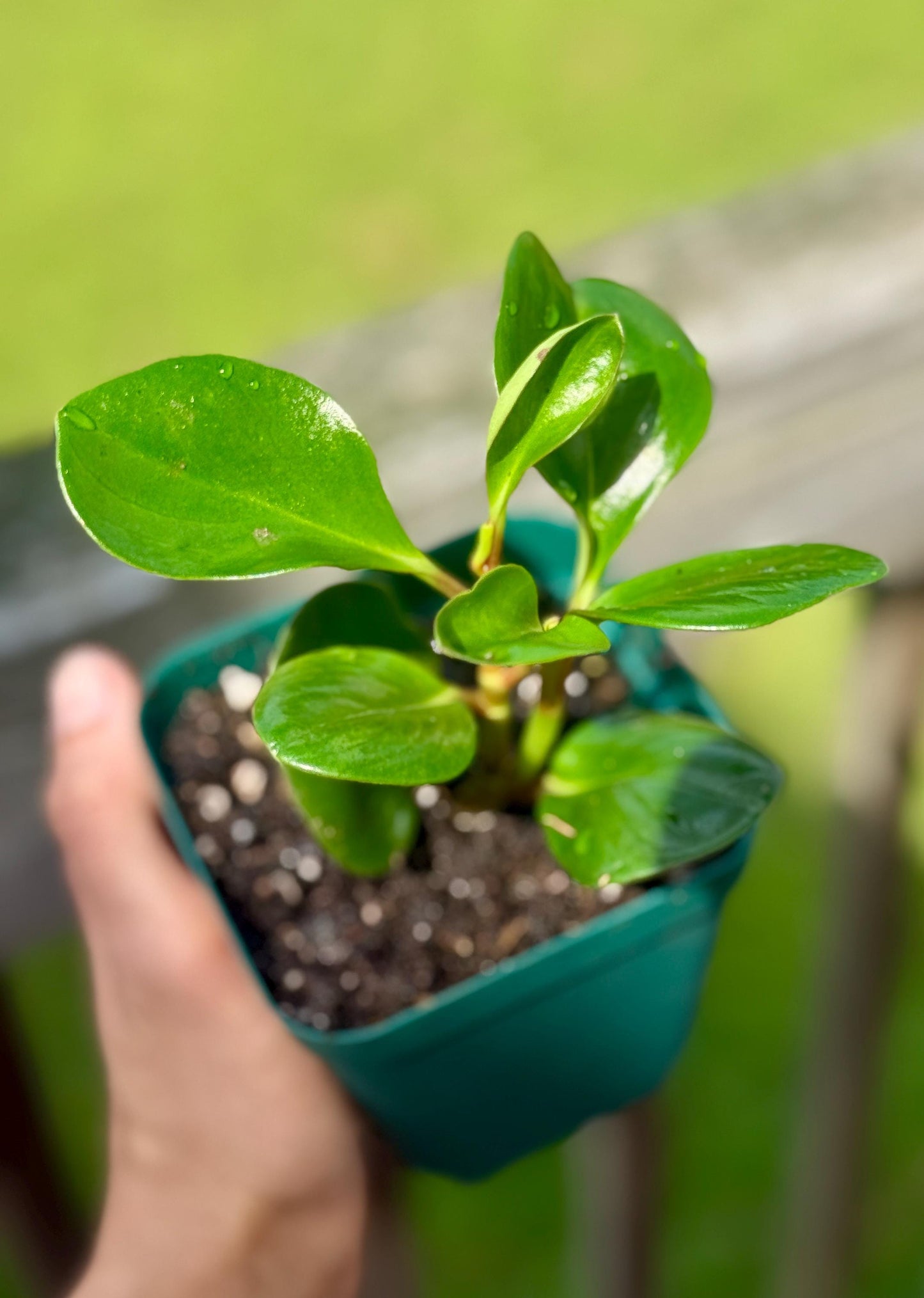 Spice Is Nice Peperomia Starter Plant: Easy-Care Houseplant (3-6")
