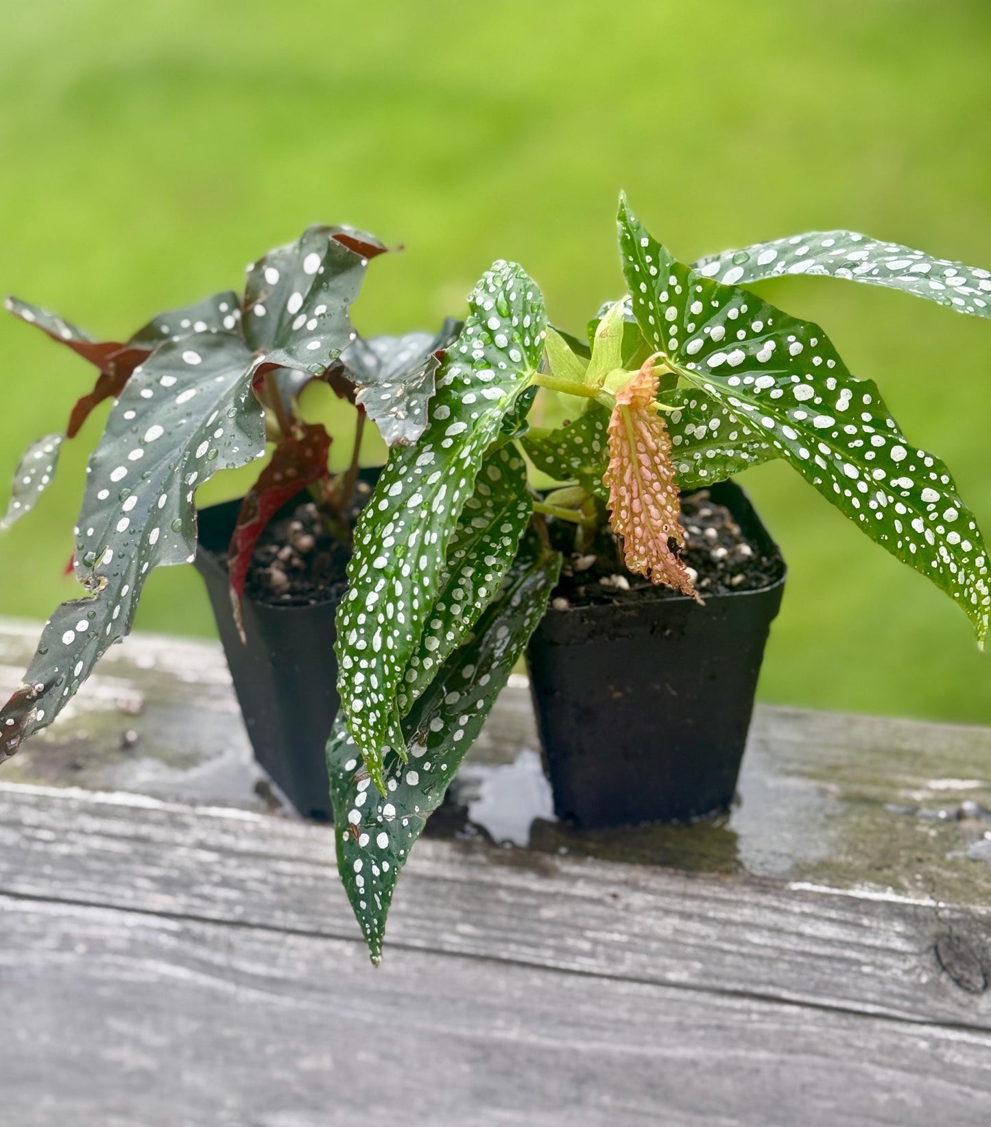Begonia Bundle – Dappled Morning & Obsidian (2 plants, small 3–6”)