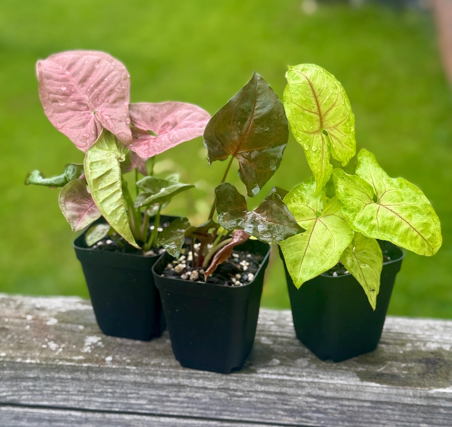 Syngonium Arrowhead Bundle – Cupid’s Quiver, Neon, & Maria Allusion (3 plants, 4-7”)