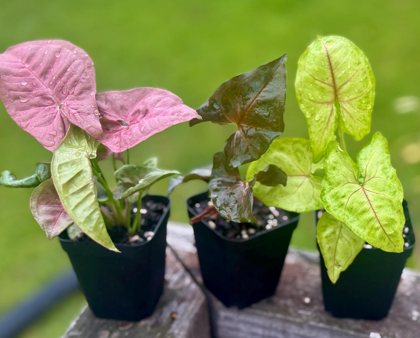 Syngonium Arrowhead Bundle – Cupid’s Quiver, Neon, & Maria Allusion (3 plants, 4-7”)