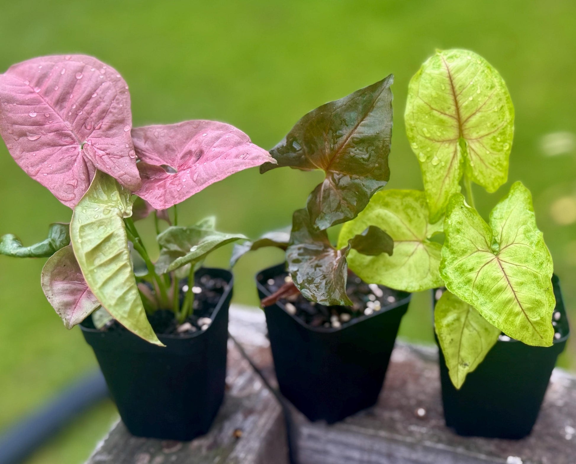 Syngonium Arrowhead Bundle – Cupid’s Quiver, Neon, & Maria Allusion (3 plants, 4-7”)