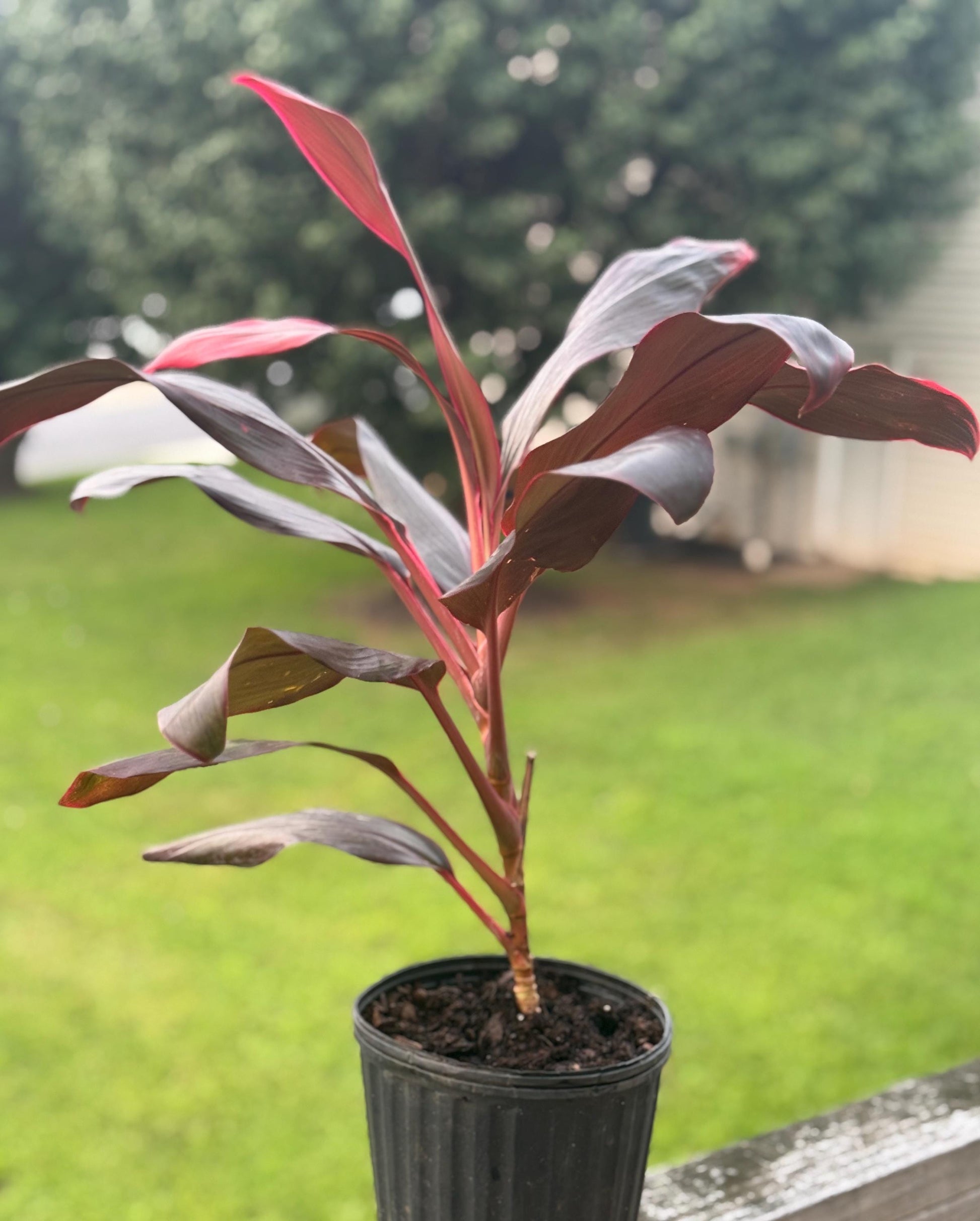 Live Cordyline Plant (14–18”) – Vibrant Red Ti Plant Starter *please read description*