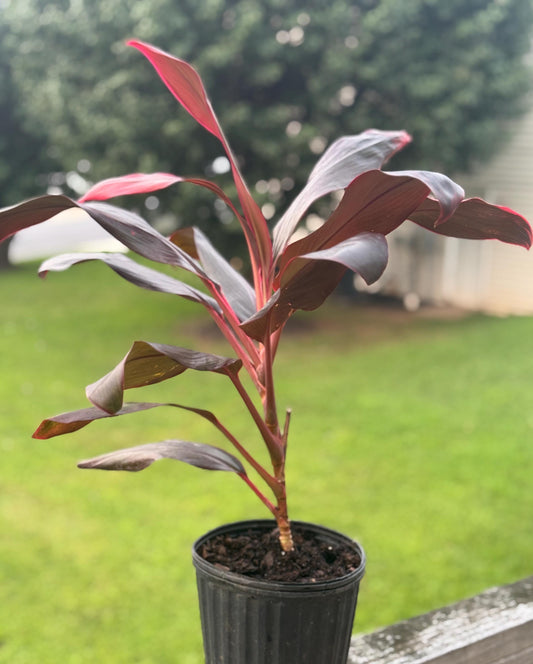 Live Cordyline Plant (14–18”) – Vibrant Red Ti Plant Starter *please read description*